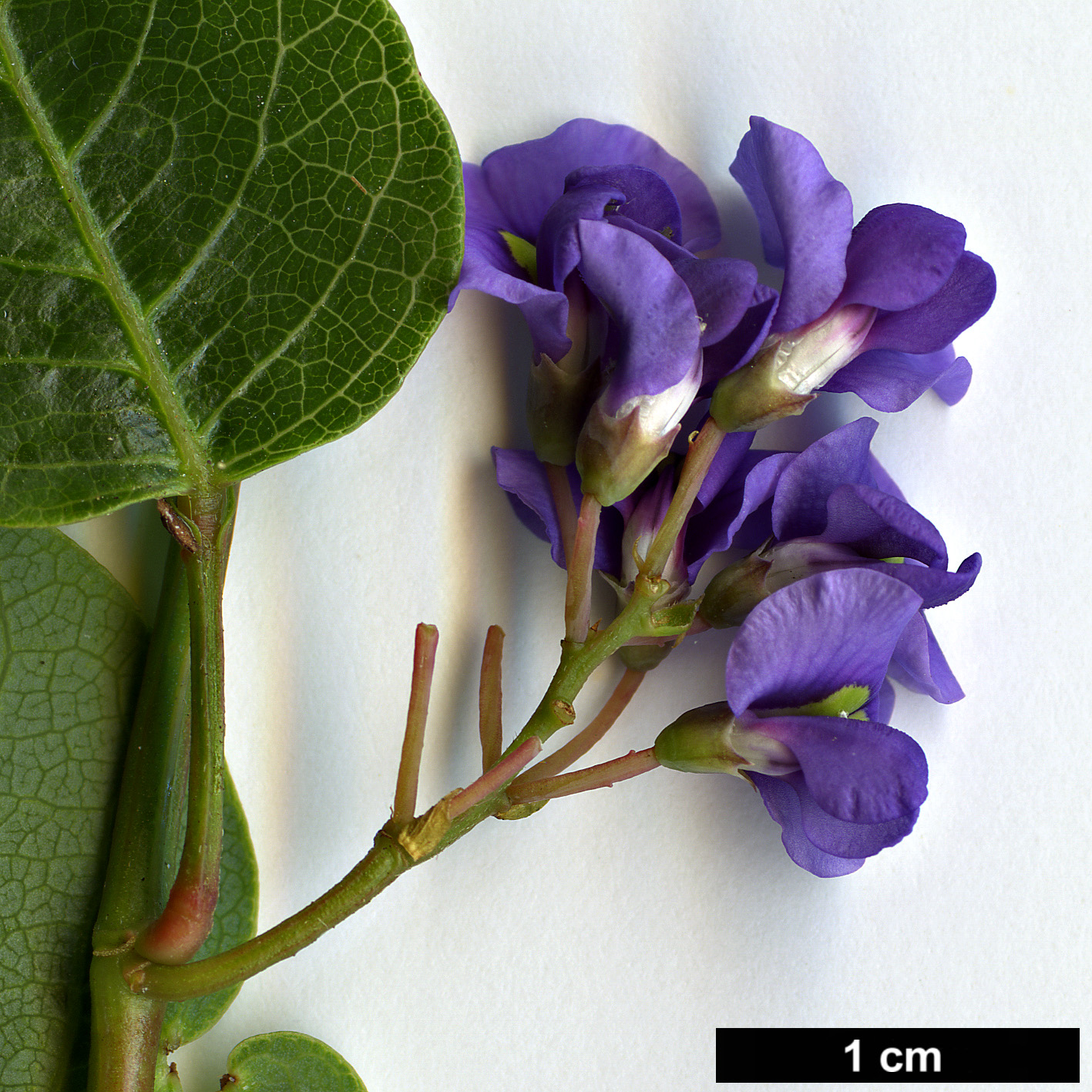 High resolution image: Family: Fabaceae - Genus: Hardenbergia - Taxon: violacea