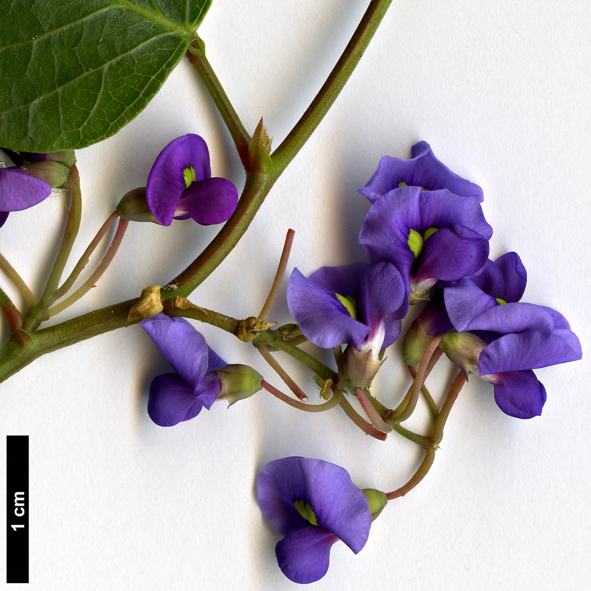 High resolution image: Family: Fabaceae - Genus: Hardenbergia - Taxon: violacea