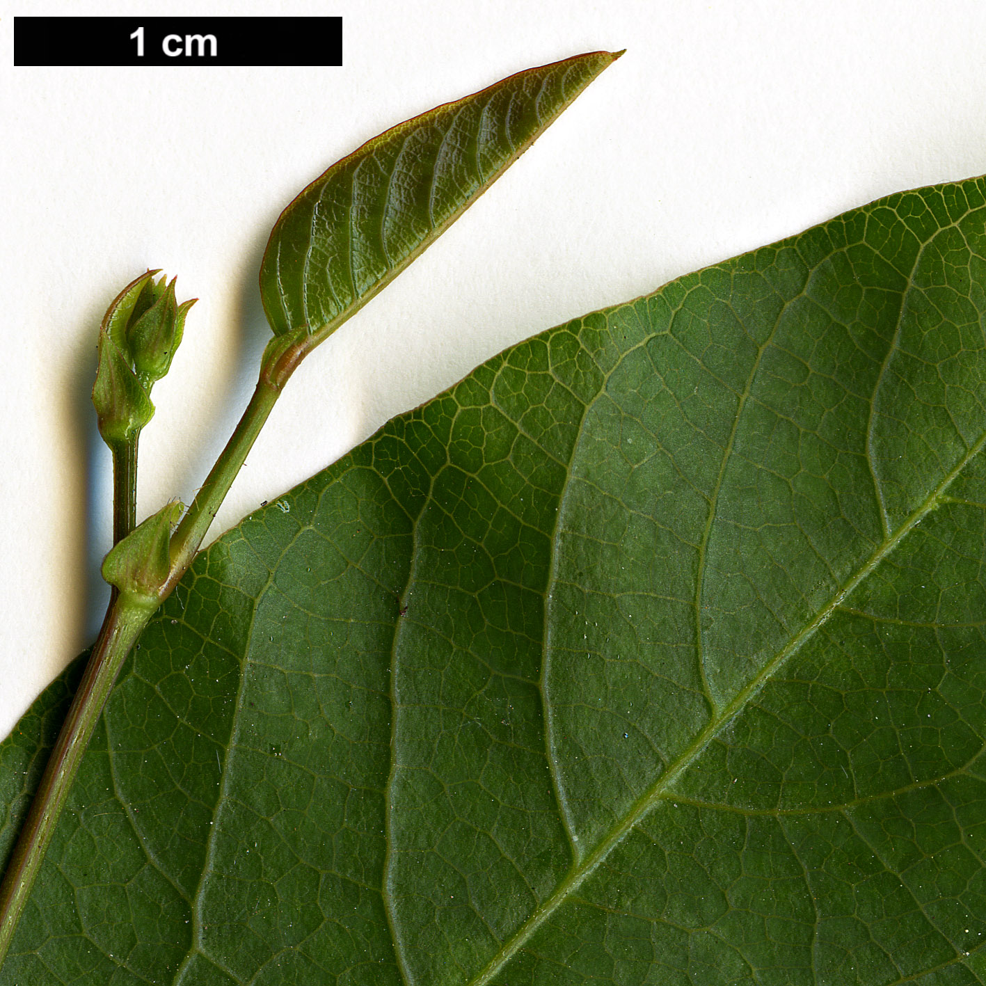 High resolution image: Family: Fabaceae - Genus: Hardenbergia - Taxon: violacea