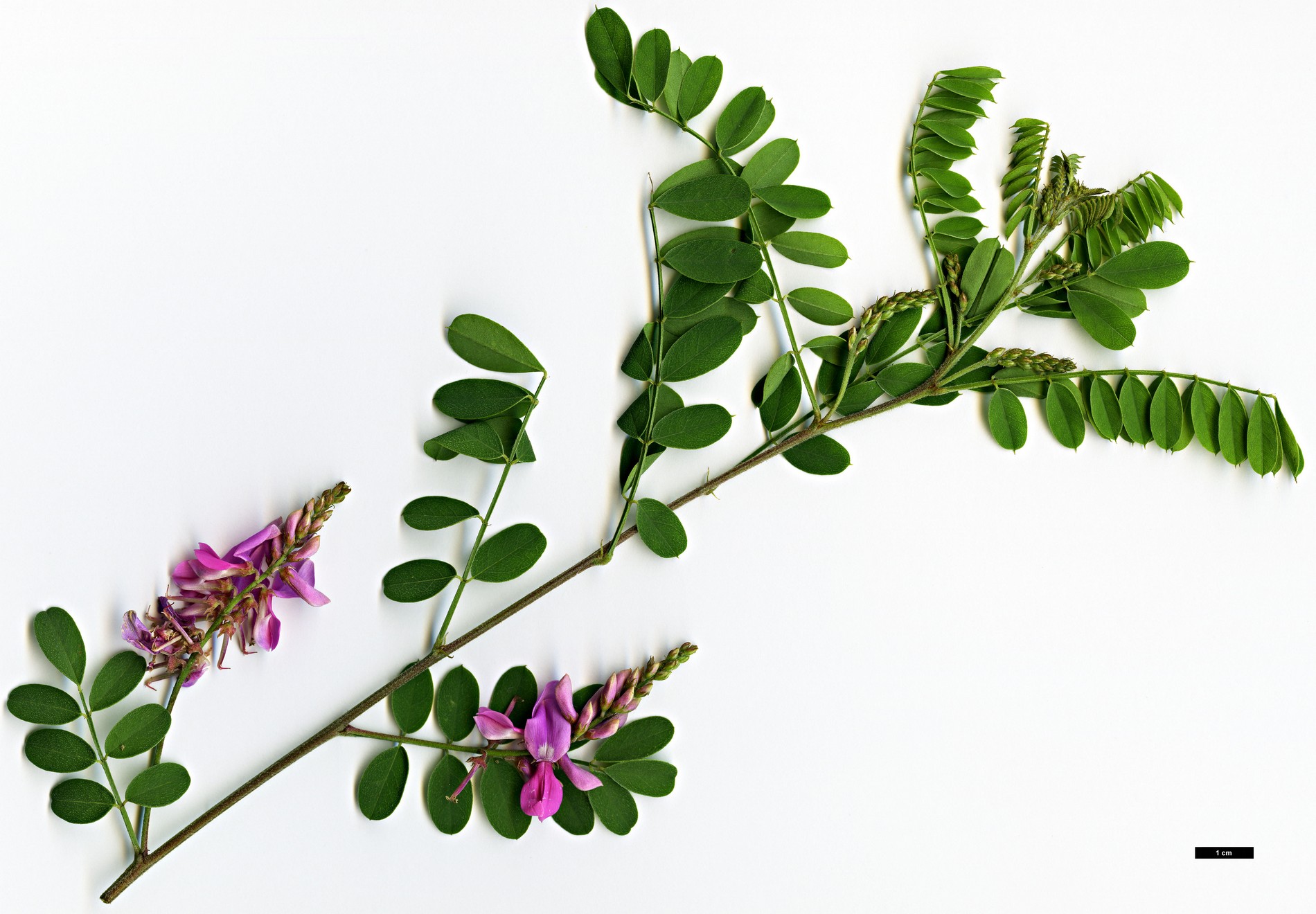 High resolution image: Family: Fabaceae - Genus: Indigofera - Taxon: australis