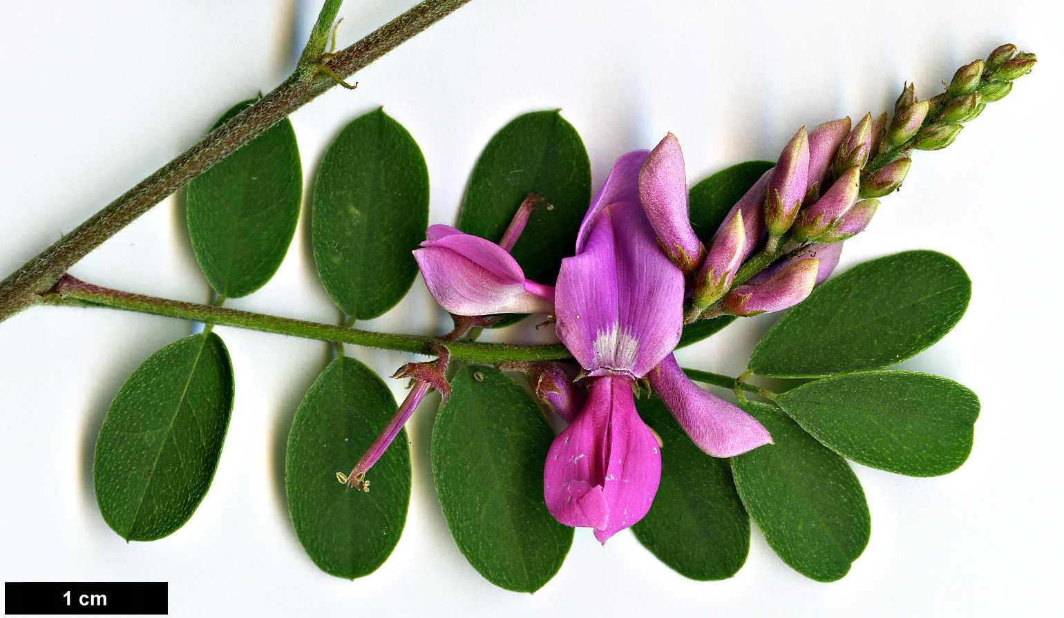 High resolution image: Family: Fabaceae - Genus: Indigofera - Taxon: australis