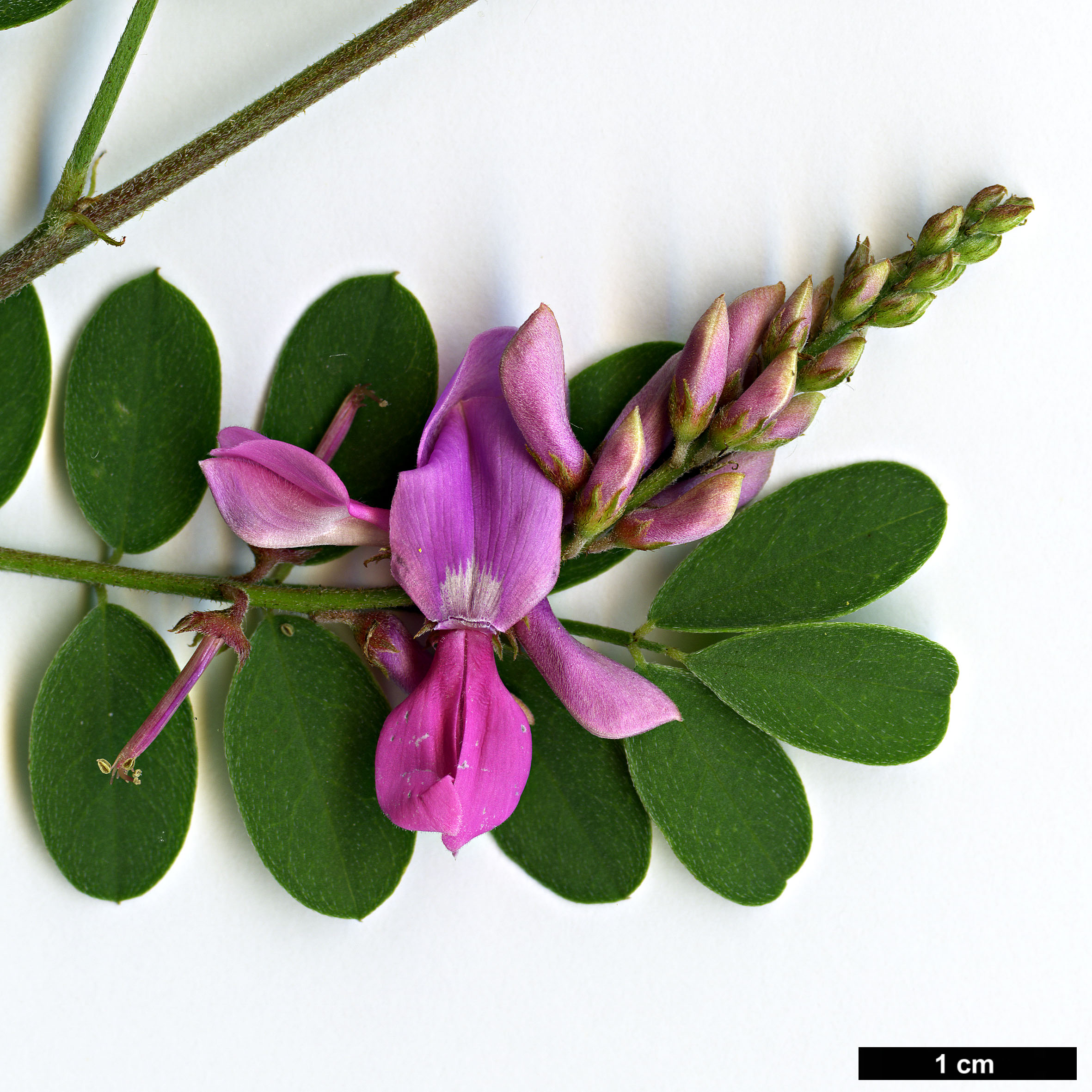 High resolution image: Family: Fabaceae - Genus: Indigofera - Taxon: australis