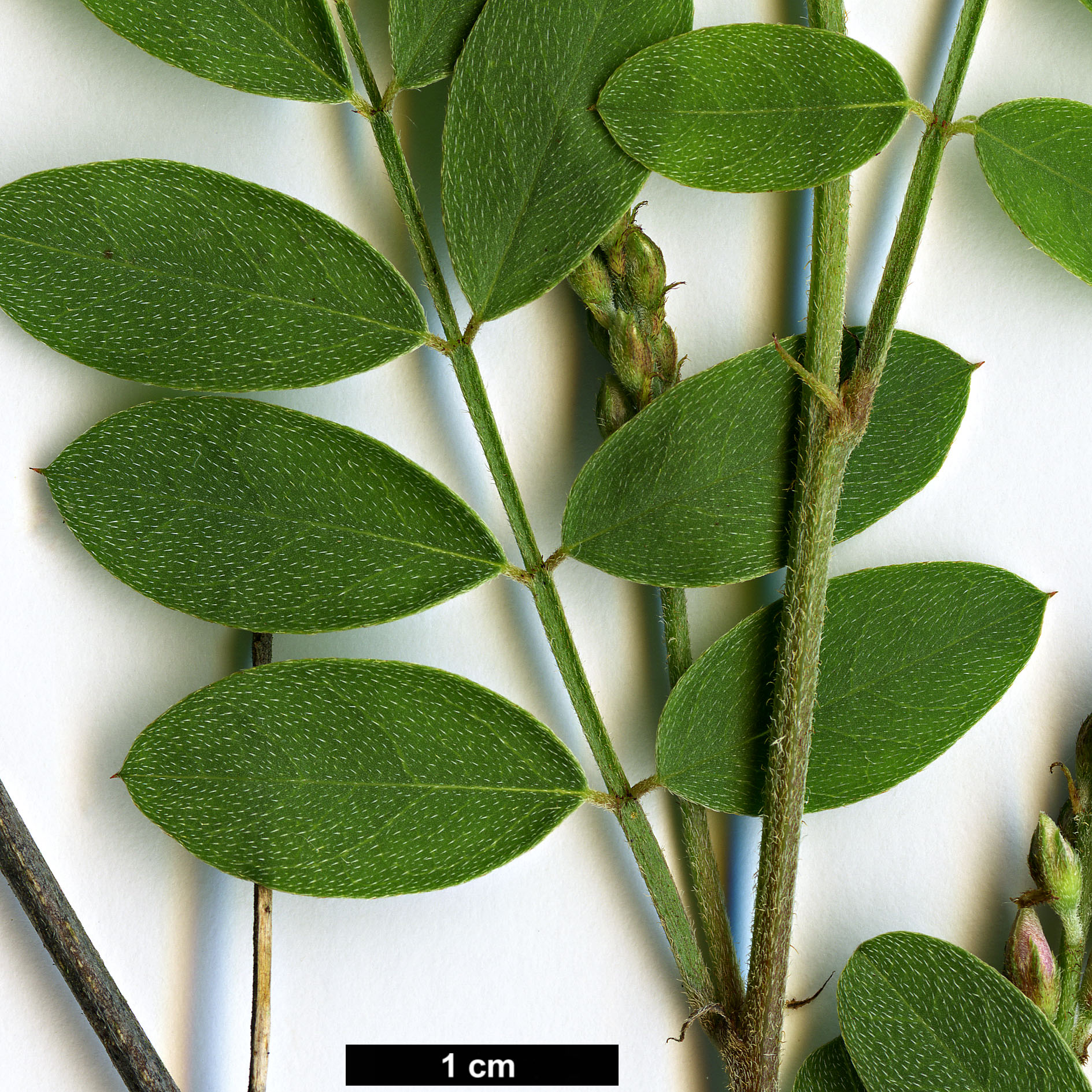 High resolution image: Family: Fabaceae - Genus: Indigofera - Taxon: australis