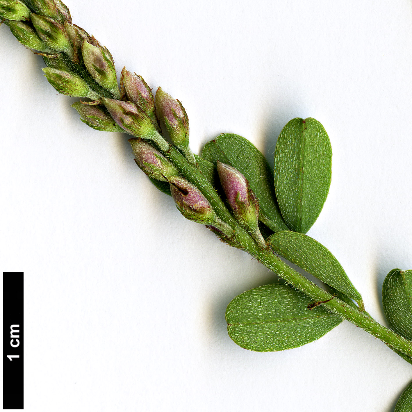 High resolution image: Family: Fabaceae - Genus: Indigofera - Taxon: australis