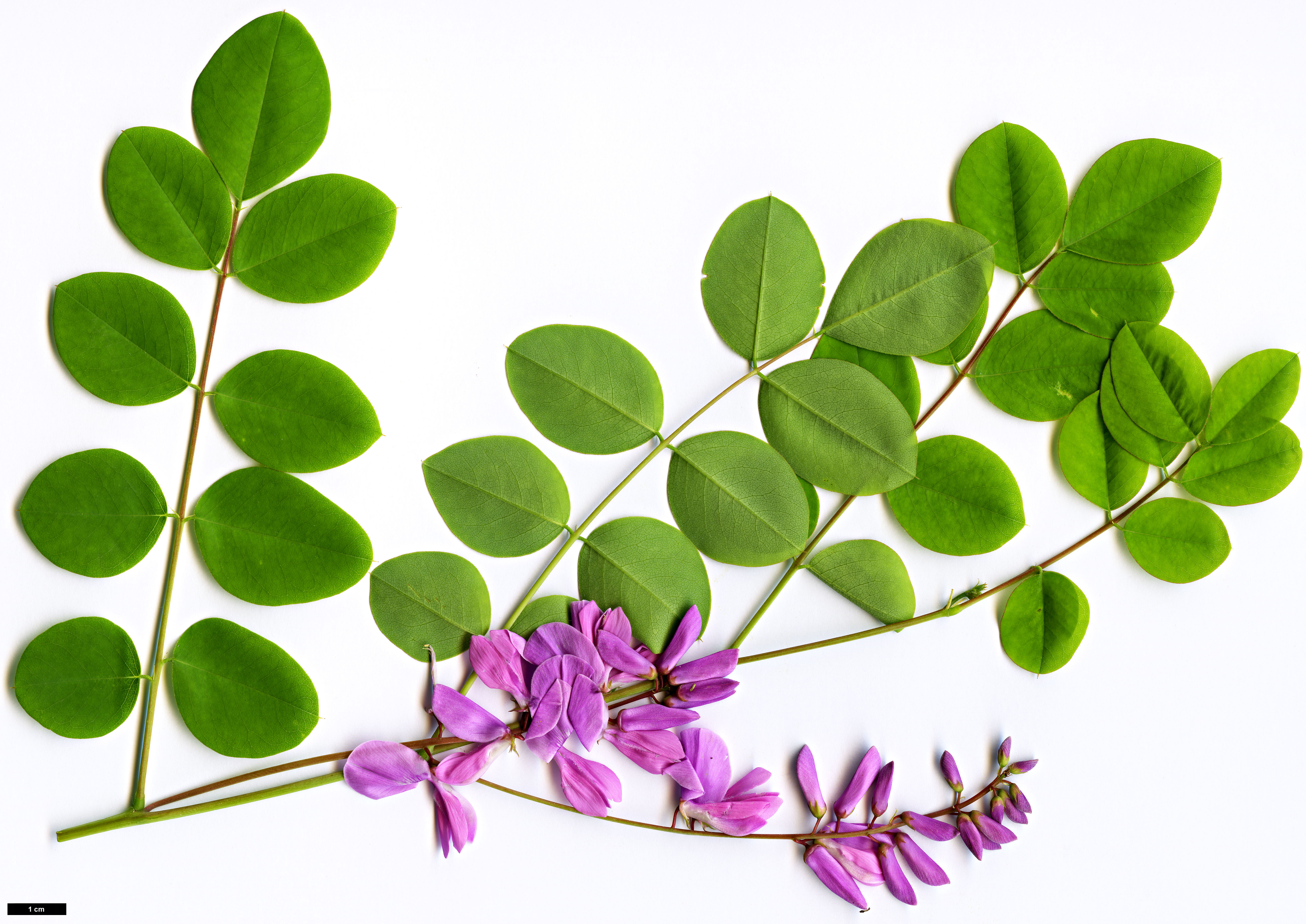 High resolution image: Family: Fabaceae - Genus: Indigofera - Taxon: fortunei