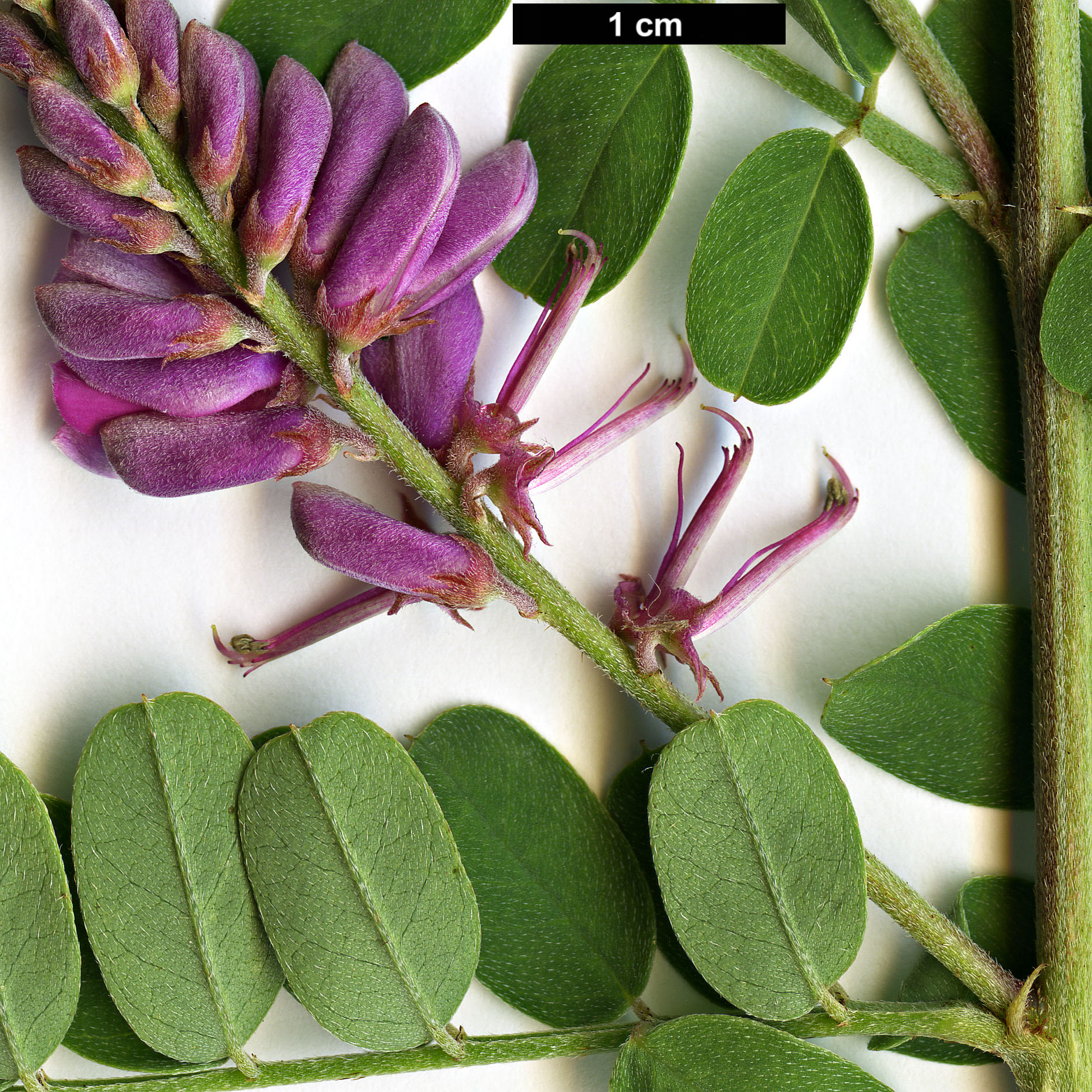 High resolution image: Family: Fabaceae - Genus: Indigofera - Taxon: heterantha