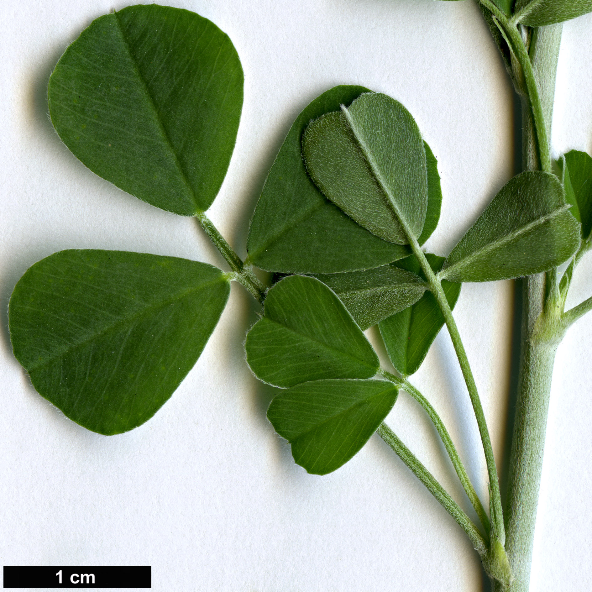 High resolution image: Family: Fabaceae - Genus: Medicago - Taxon: arborea