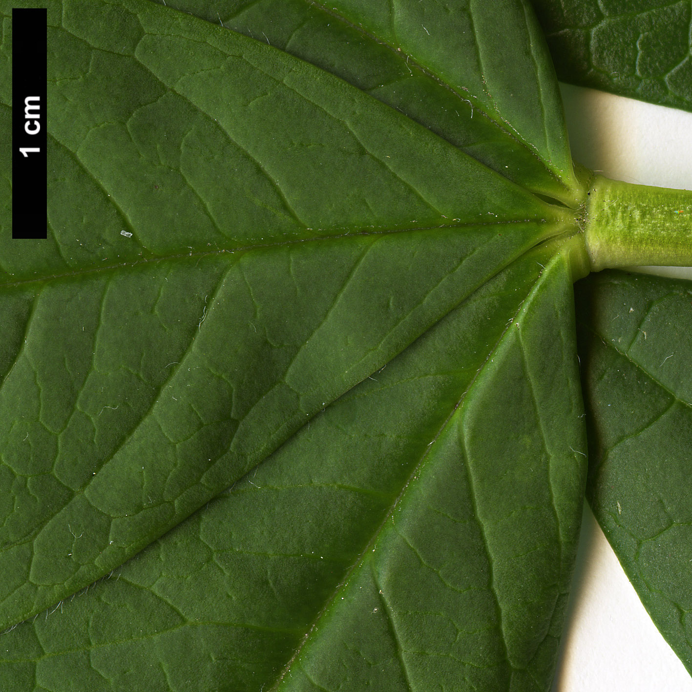 High resolution image: Family: Fabaceae - Genus: Piptanthus - Taxon: nepalensis