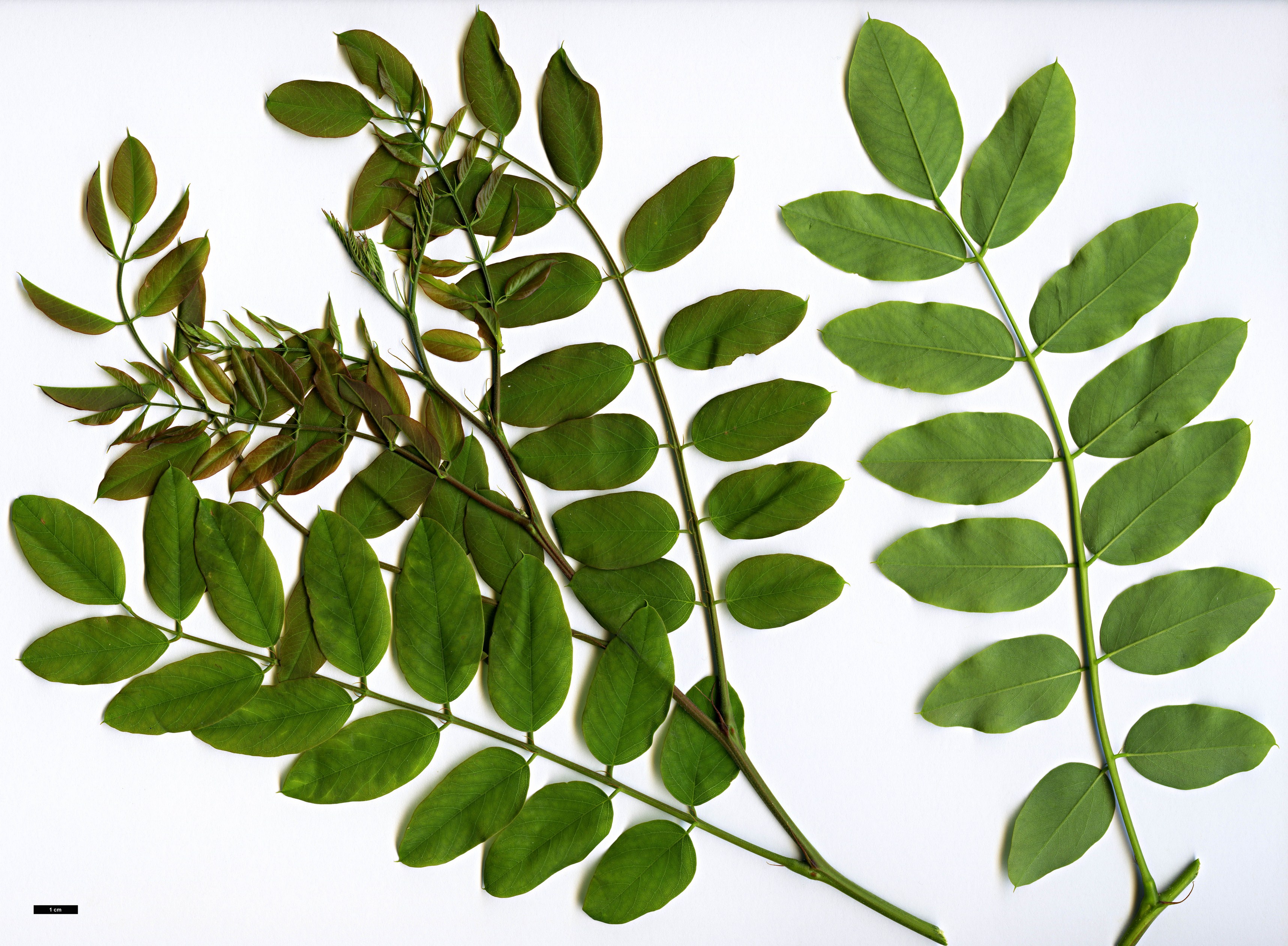 High resolution image: Family: Fabaceae - Genus: Robinia - Taxon: kelseyi