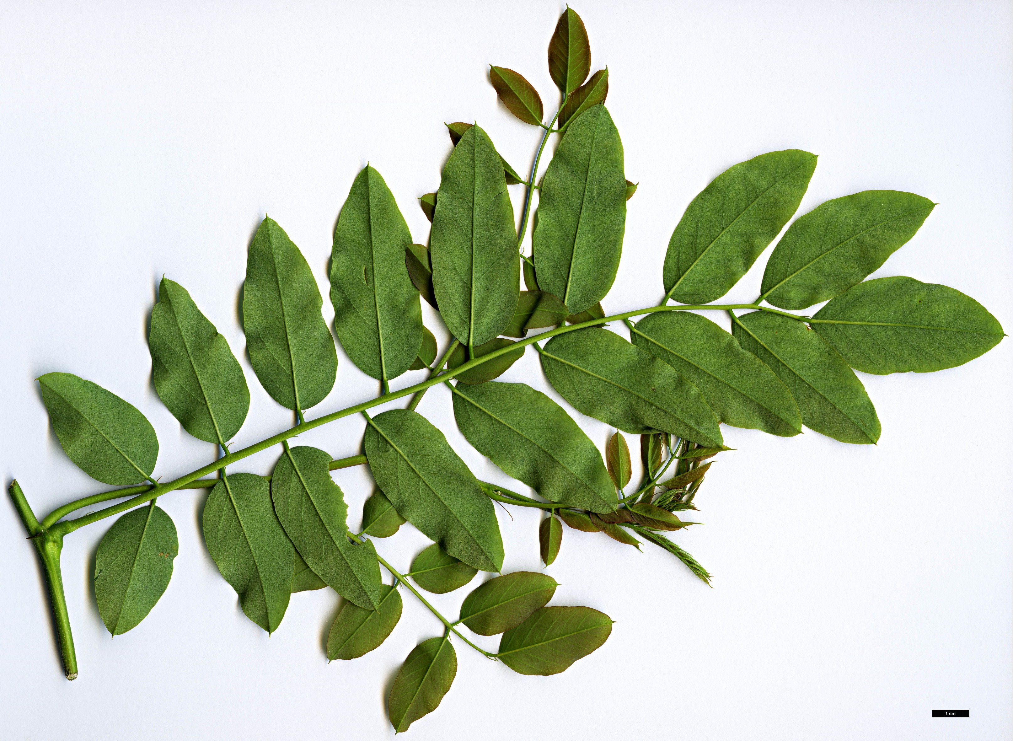 High resolution image: Family: Fabaceae - Genus: Robinia - Taxon: kelseyi