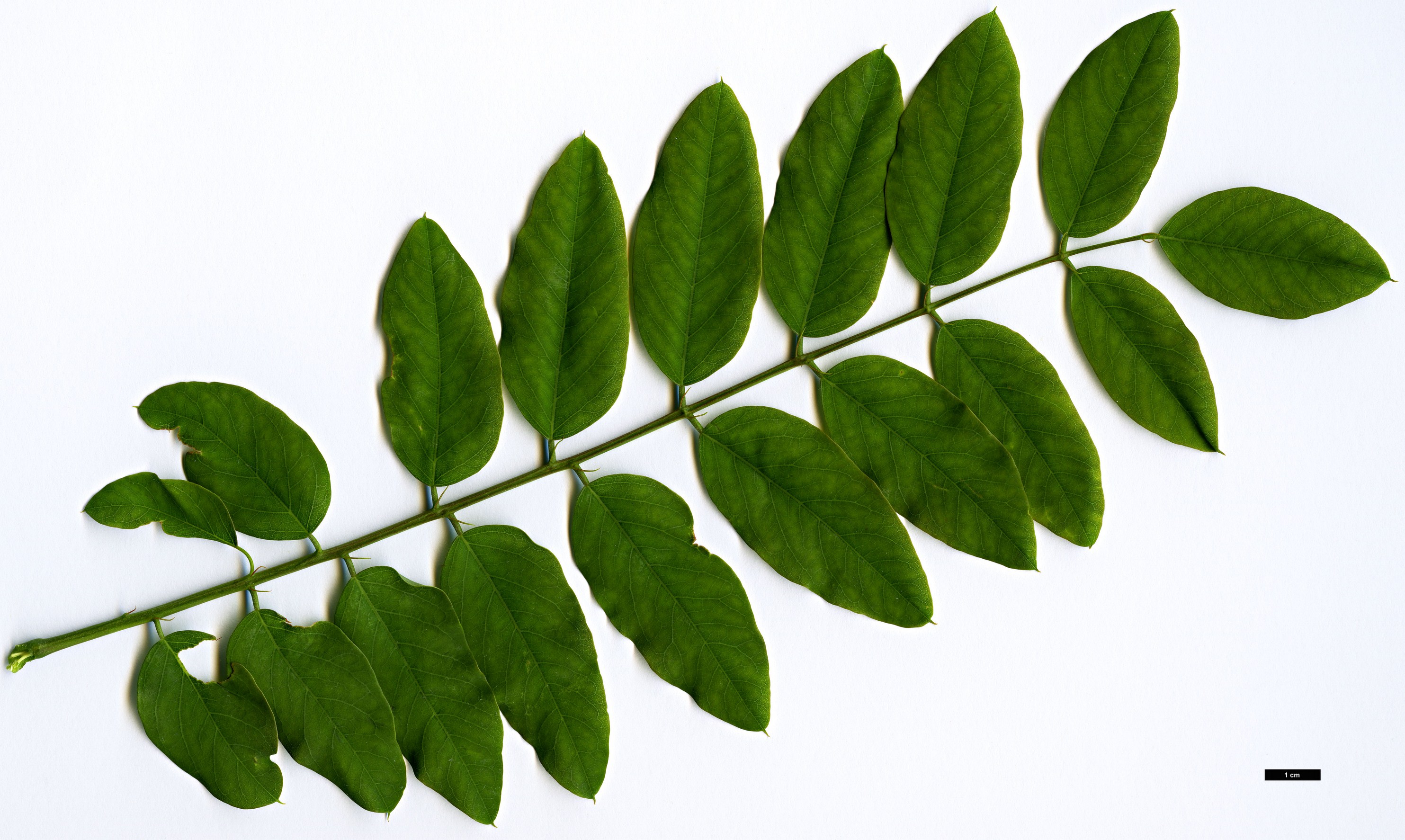 High resolution image: Family: Fabaceae - Genus: Robinia - Taxon: kelseyi