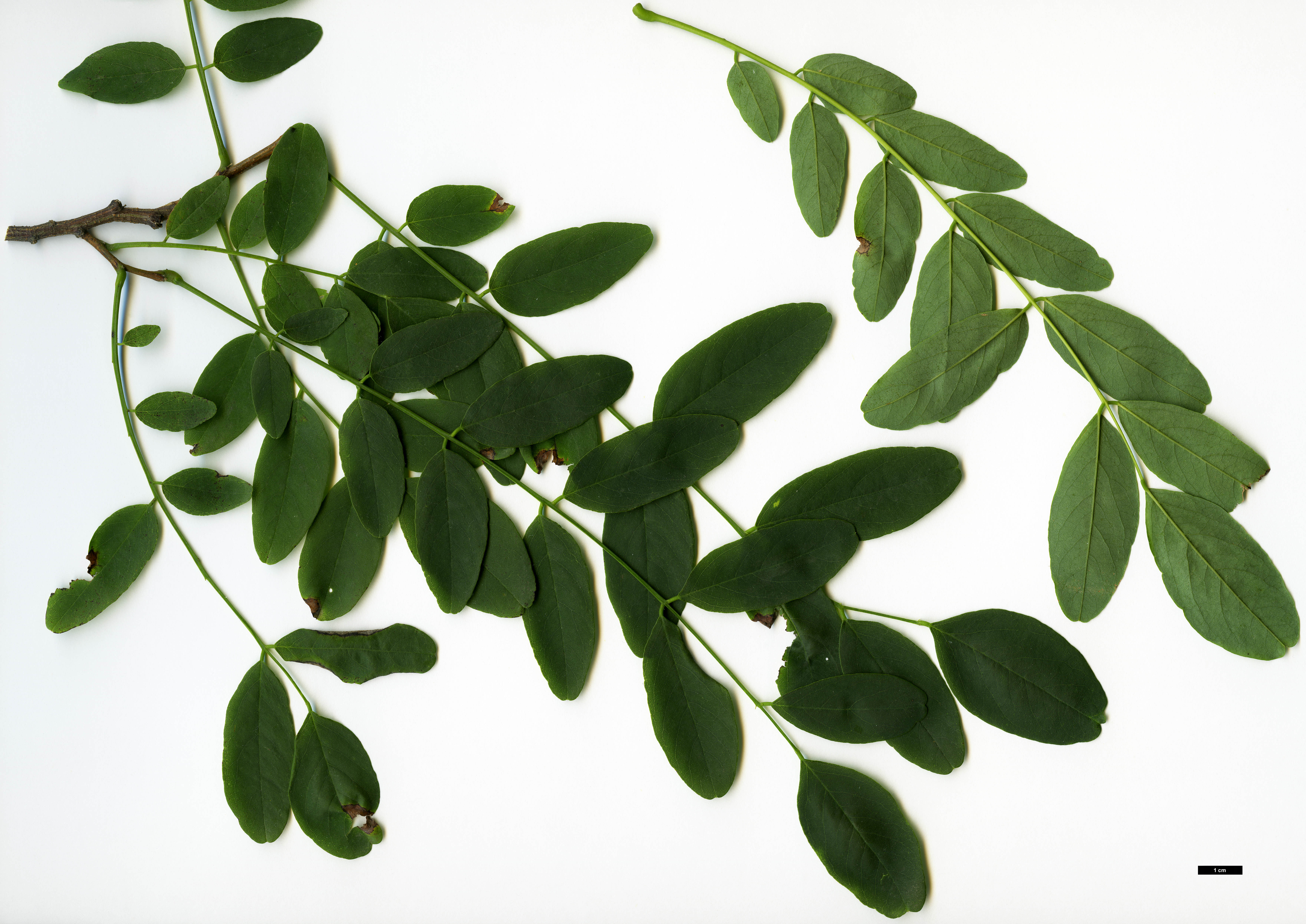 High resolution image: Family: Fabaceae - Genus: Robinia - Taxon: pseudoacacia