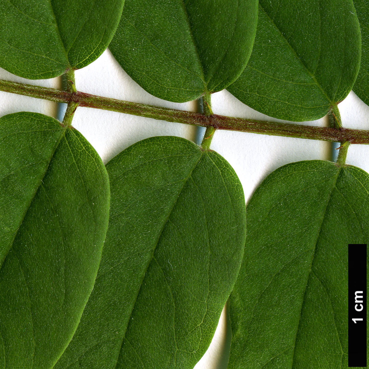 High resolution image: Family: Fabaceae - Genus: Robinia - Taxon: viscosa