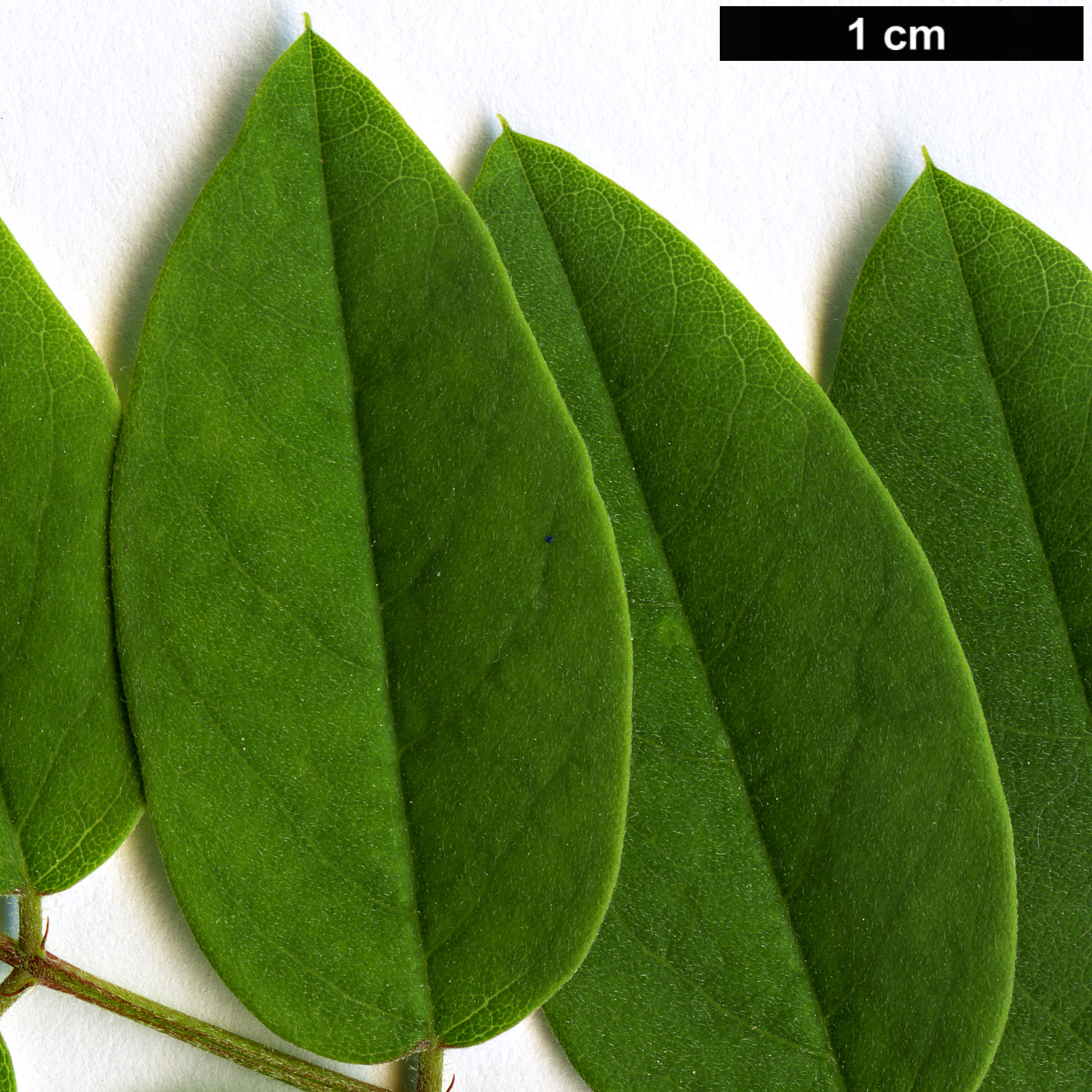 High resolution image: Family: Fabaceae - Genus: Robinia - Taxon: viscosa