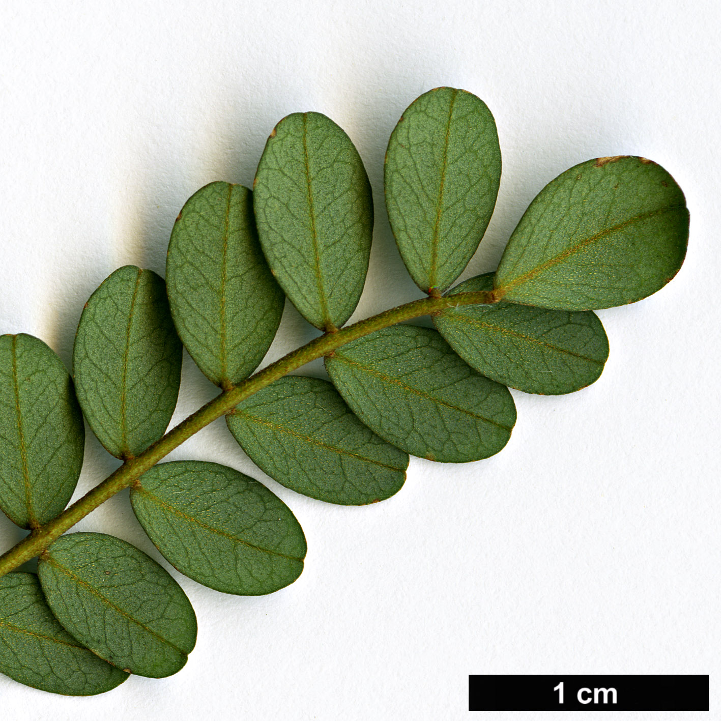 High resolution image: Family: Fabaceae - Genus: Sophora - Taxon: chatamica