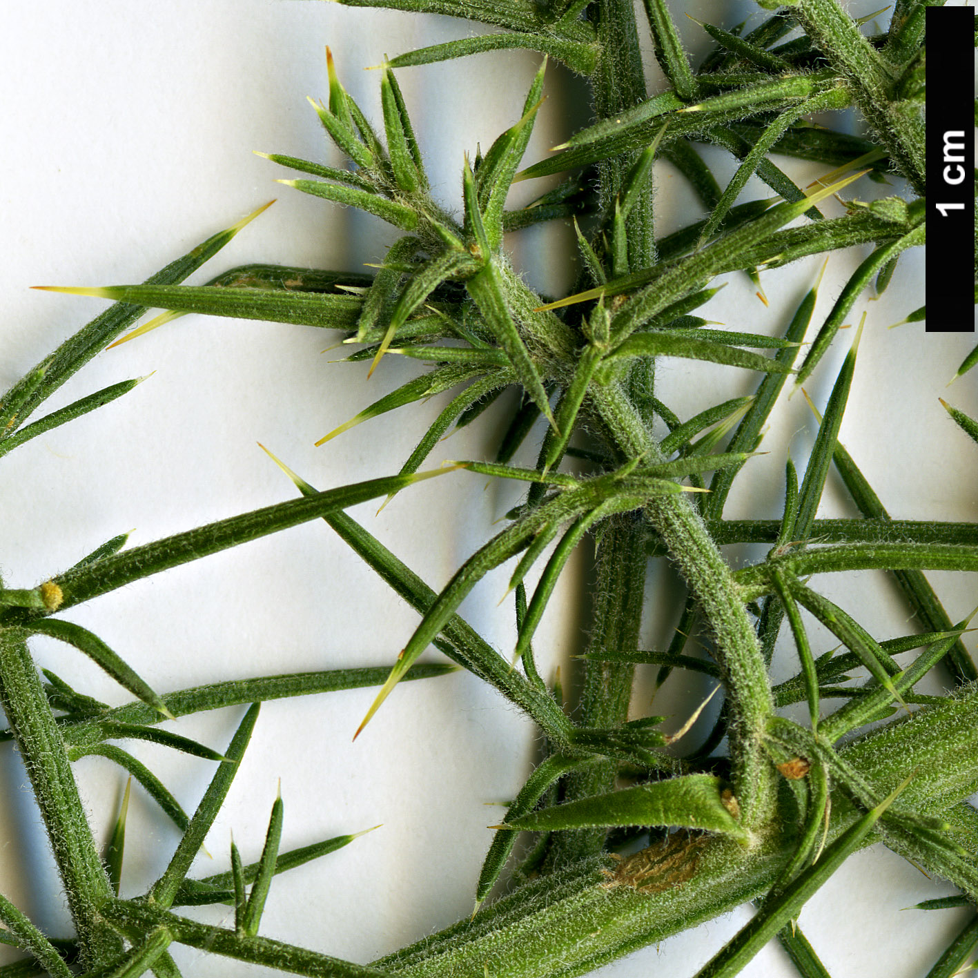 High resolution image: Family: Fabaceae - Genus: Ulex - Taxon: europaeus