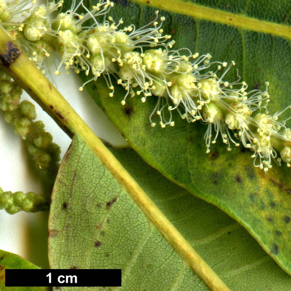 High resolution image: Family: Fagaceae - Genus: Castanea - Taxon: dentata