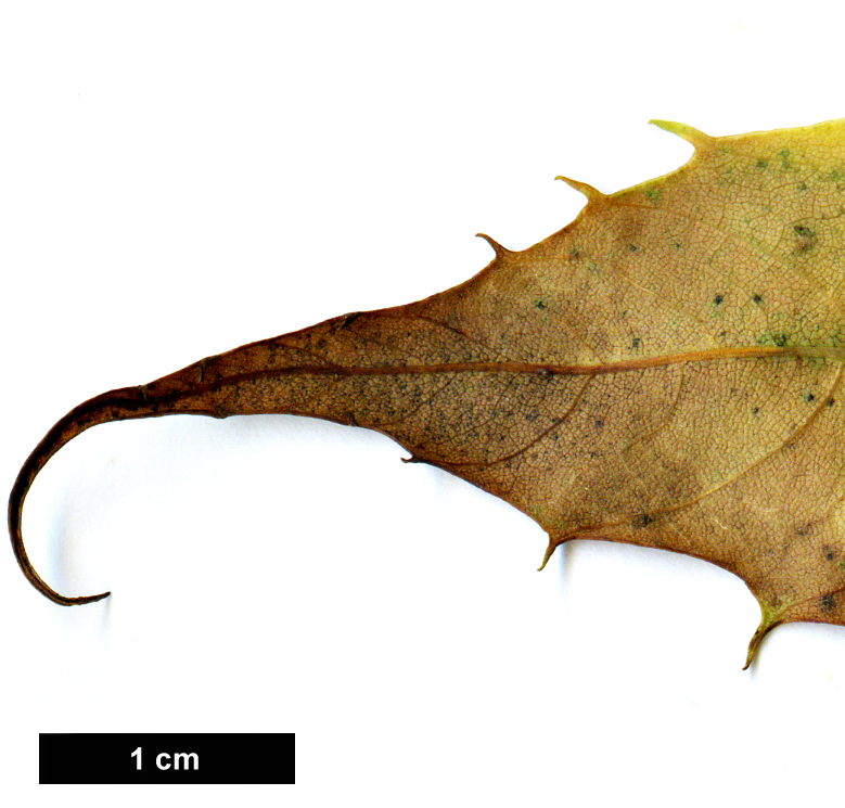 High resolution image: Family: Fagaceae - Genus: Castanea - Taxon: dentata