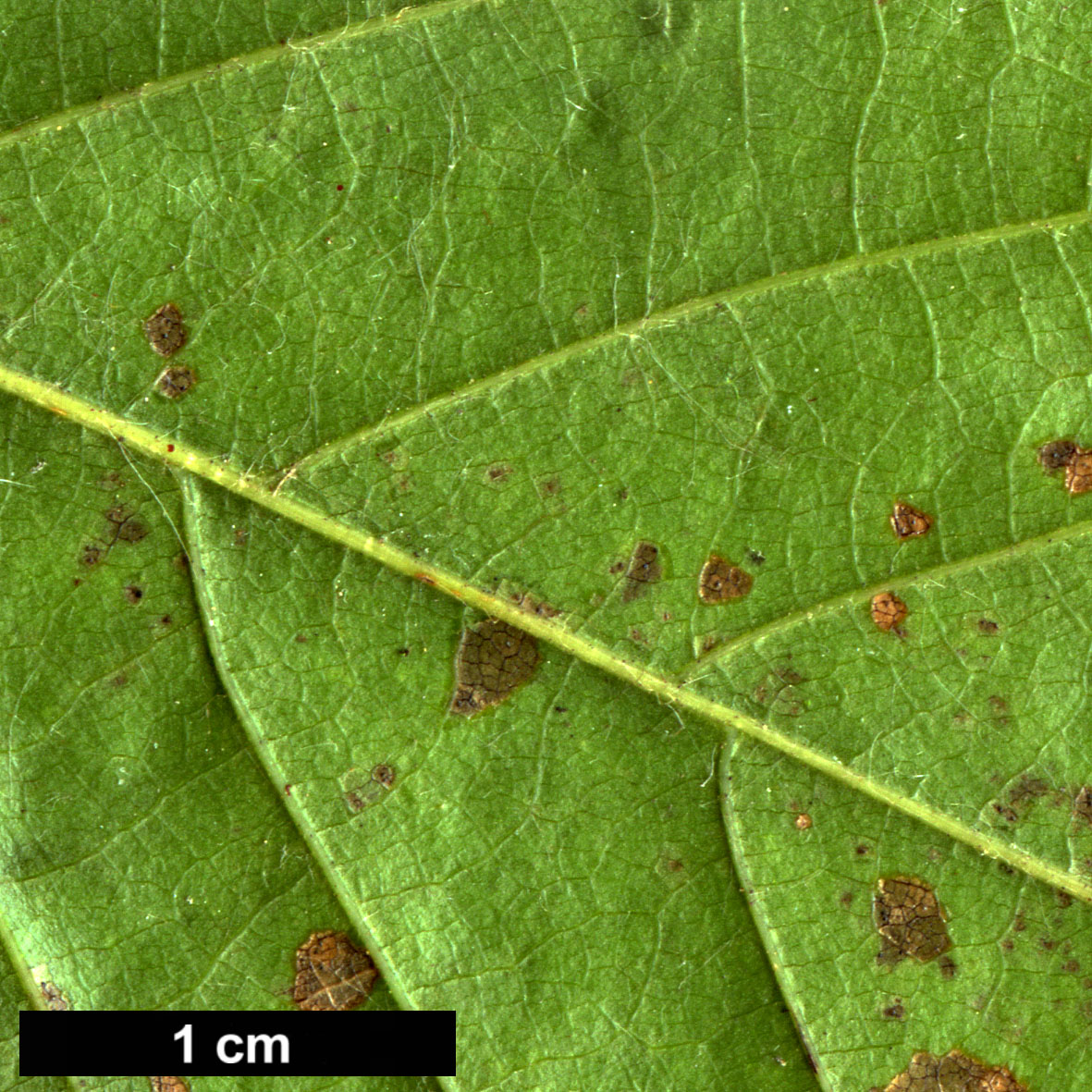 High resolution image: Family: Fagaceae - Genus: Castanea - Taxon: sativa