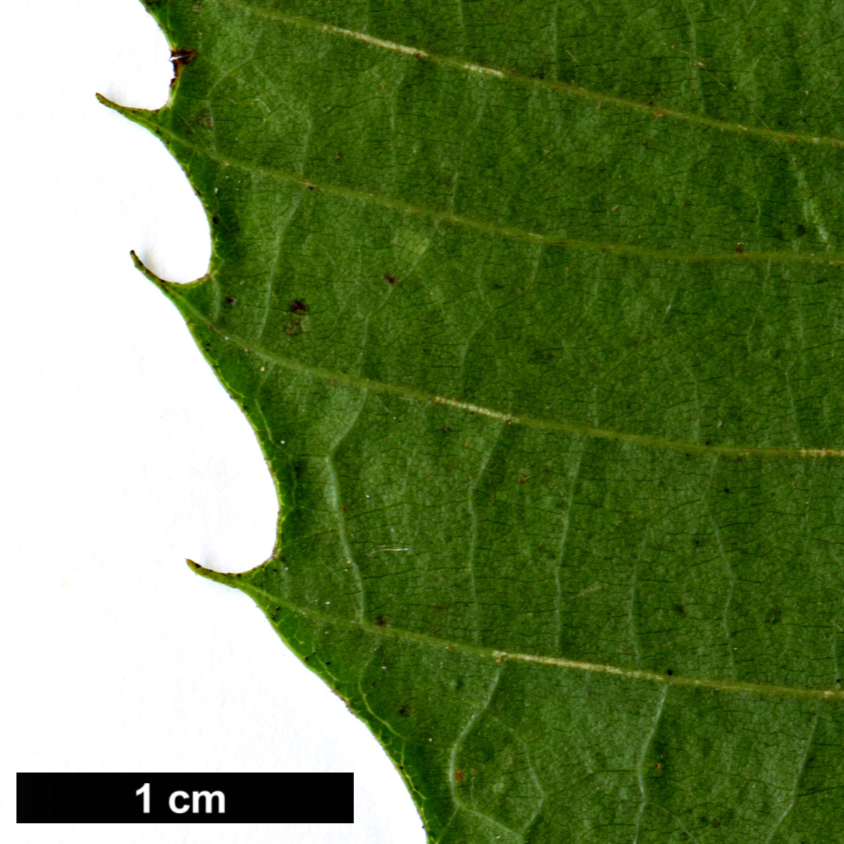 High resolution image: Family: Fagaceae - Genus: Castanea - Taxon: sativa