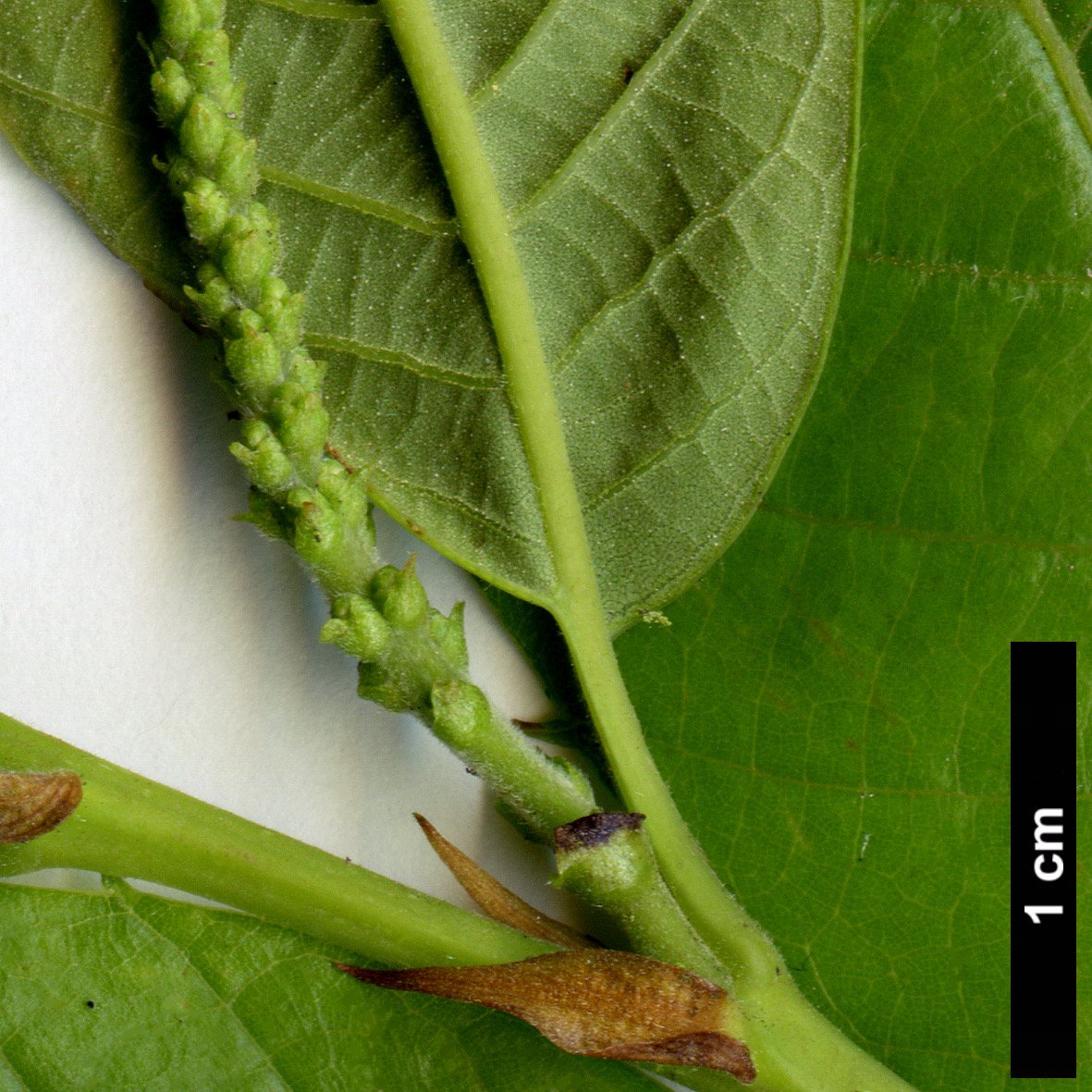 High resolution image: Family: Fagaceae - Genus: Castanea - Taxon: seguinii