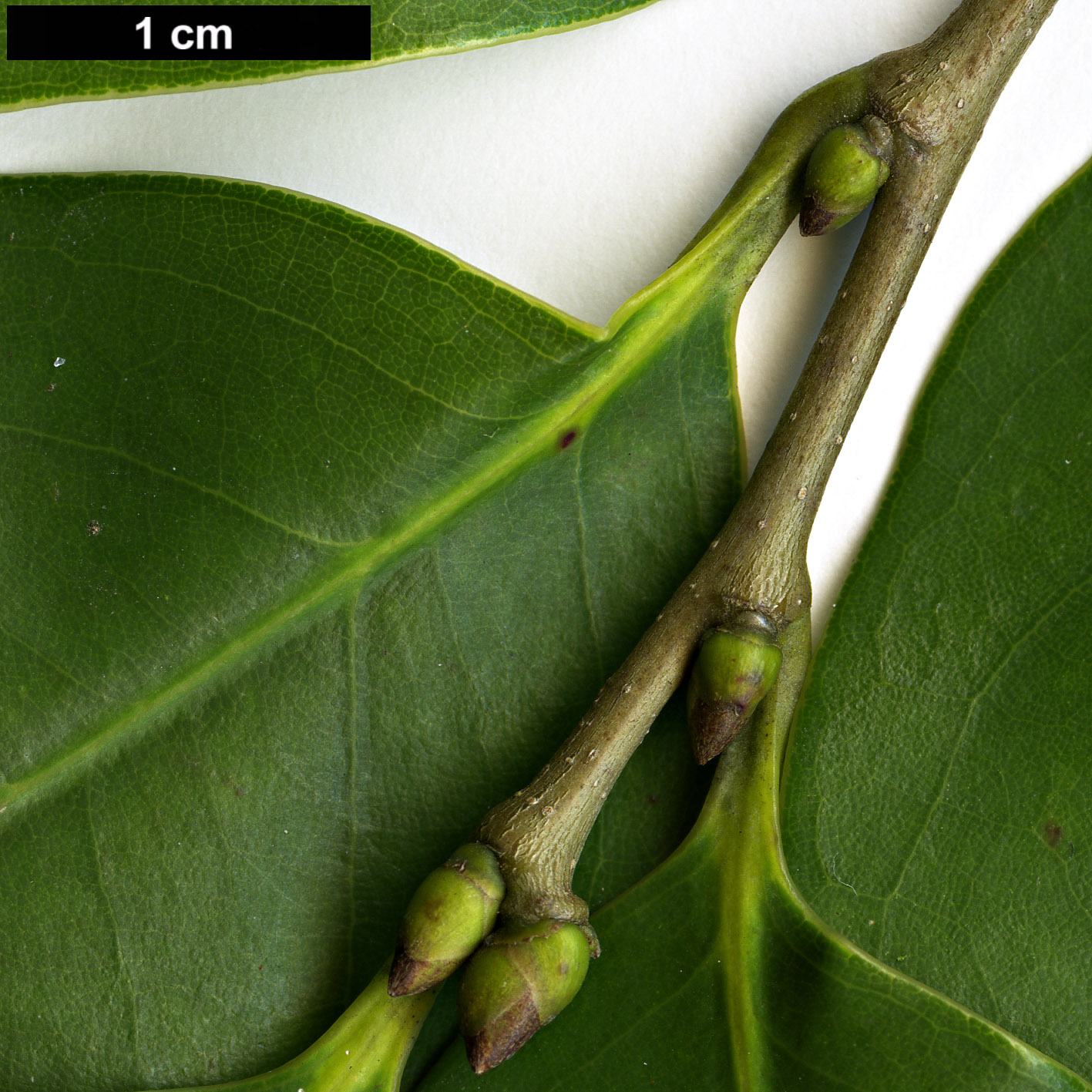 High resolution image: Family: Fagaceae - Genus: Castanopsis - Taxon: cuspidata