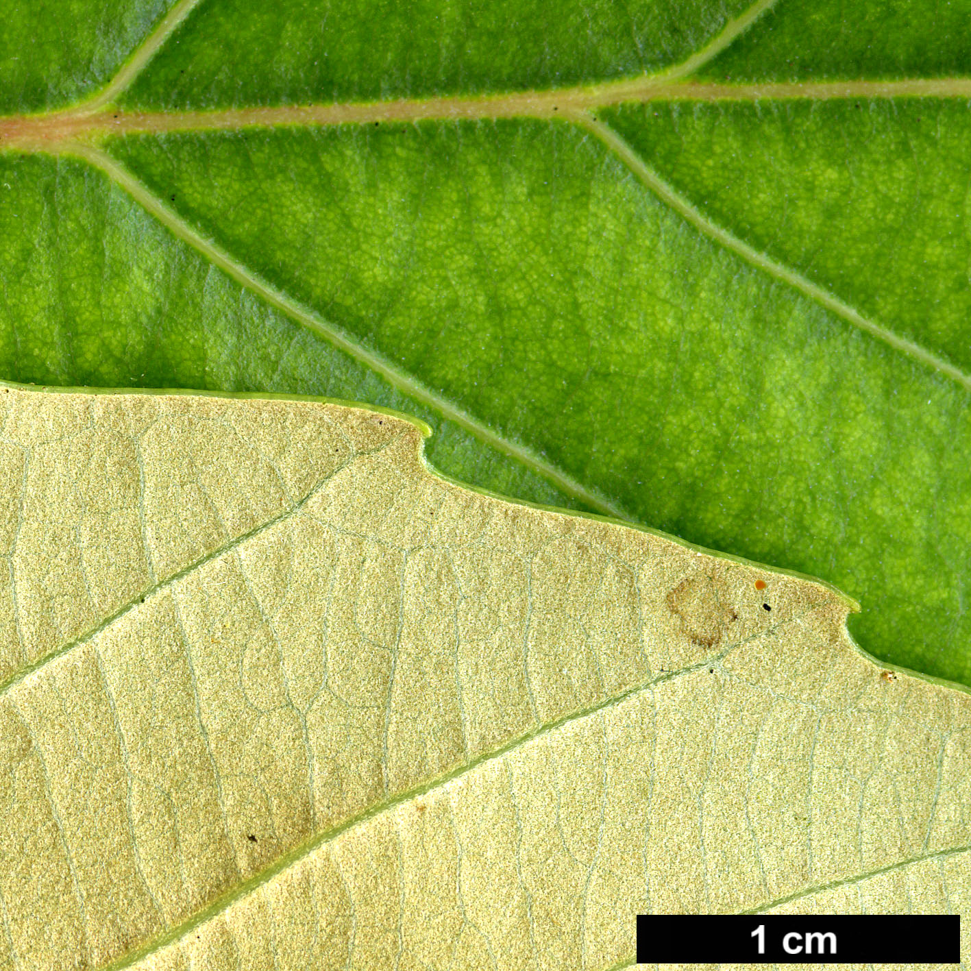 High resolution image: Family: Fagaceae - Genus: Castanopsis - Taxon: delavayi