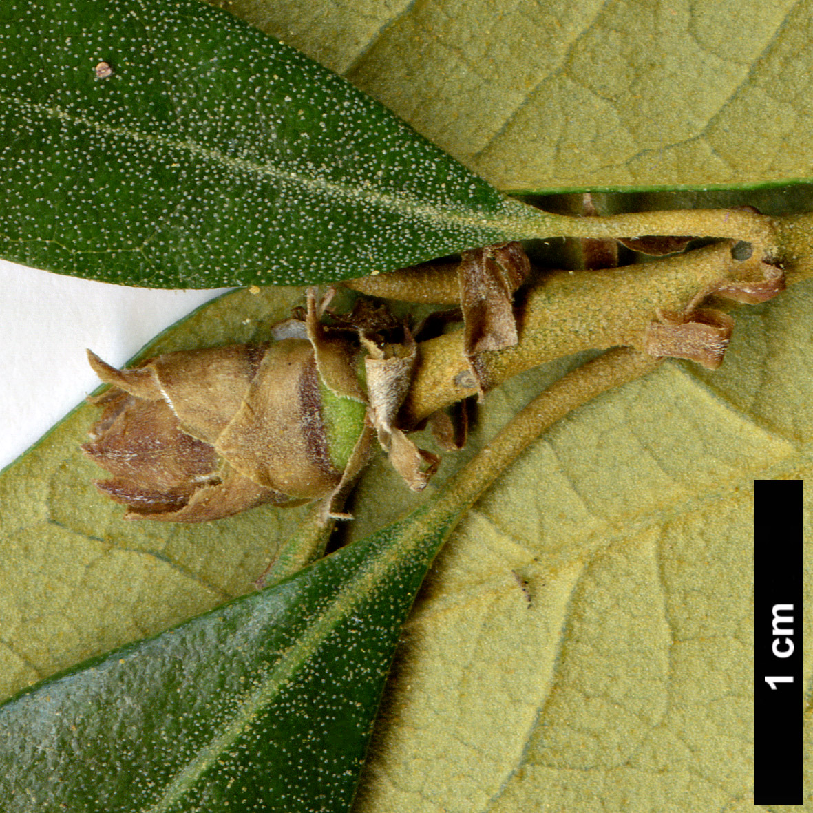 High resolution image: Family: Fagaceae - Genus: Chrysolepis - Taxon: chrysophylla