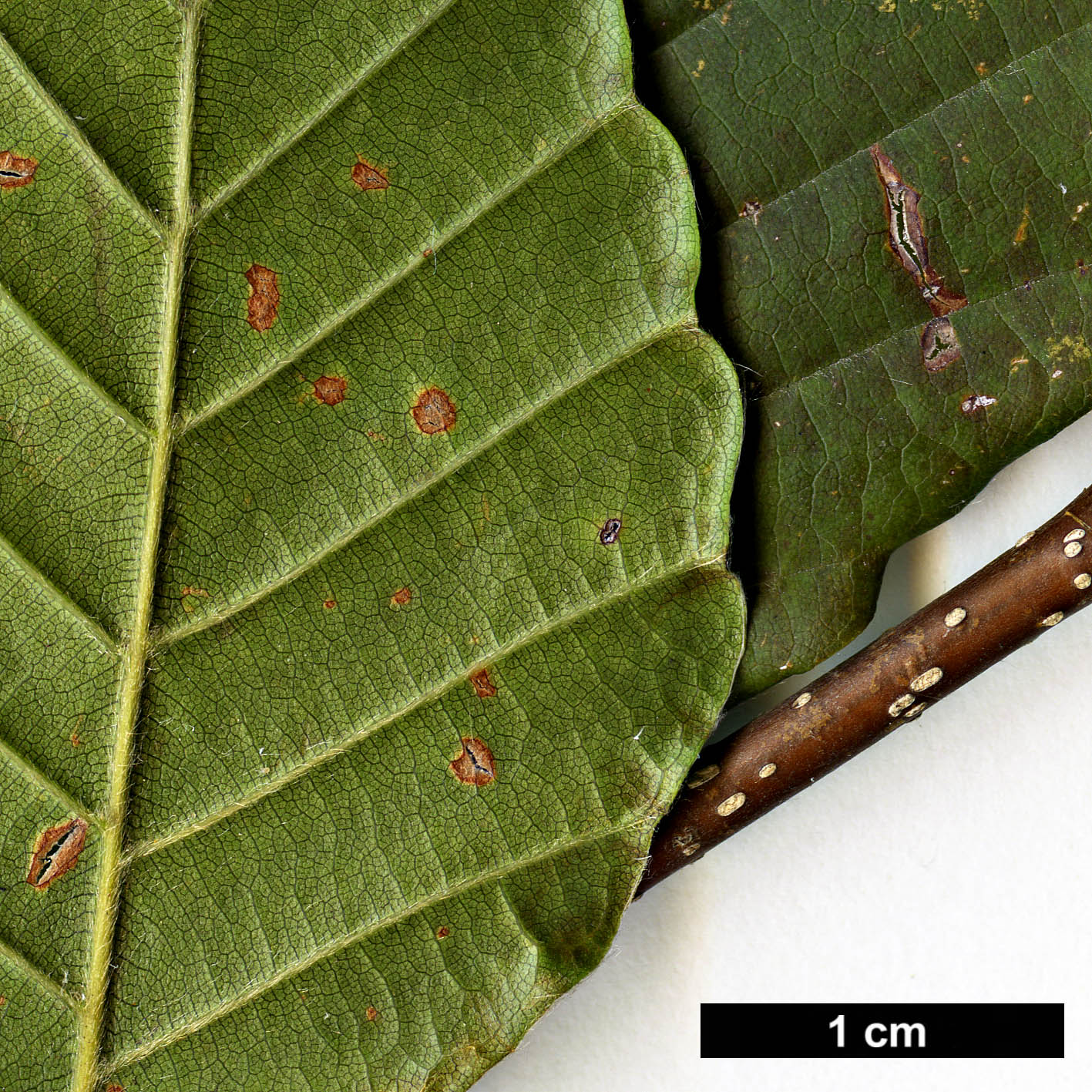 High resolution image: Family: Fagaceae - Genus: Fagus - Taxon: crenata