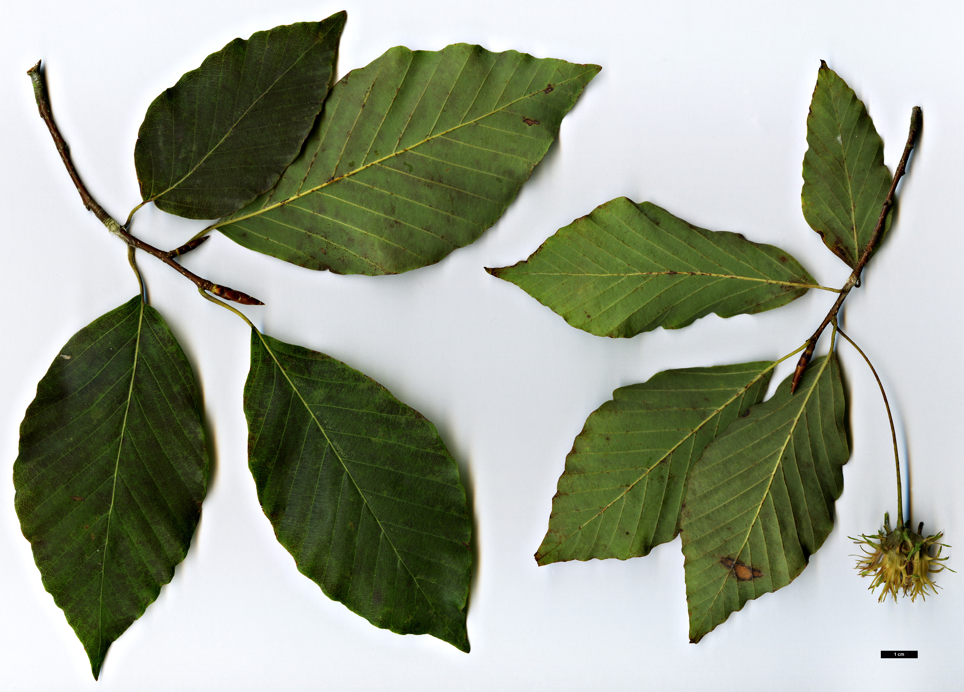 High resolution image: Family: Fagaceae - Genus: Fagus - Taxon: engleriana