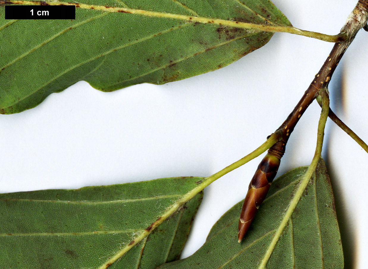 High resolution image: Family: Fagaceae - Genus: Fagus - Taxon: engleriana