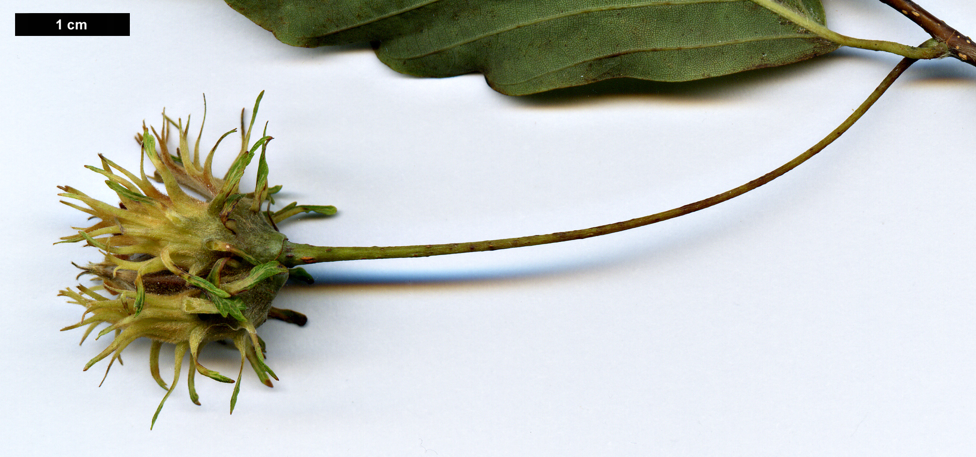 High resolution image: Family: Fagaceae - Genus: Fagus - Taxon: engleriana