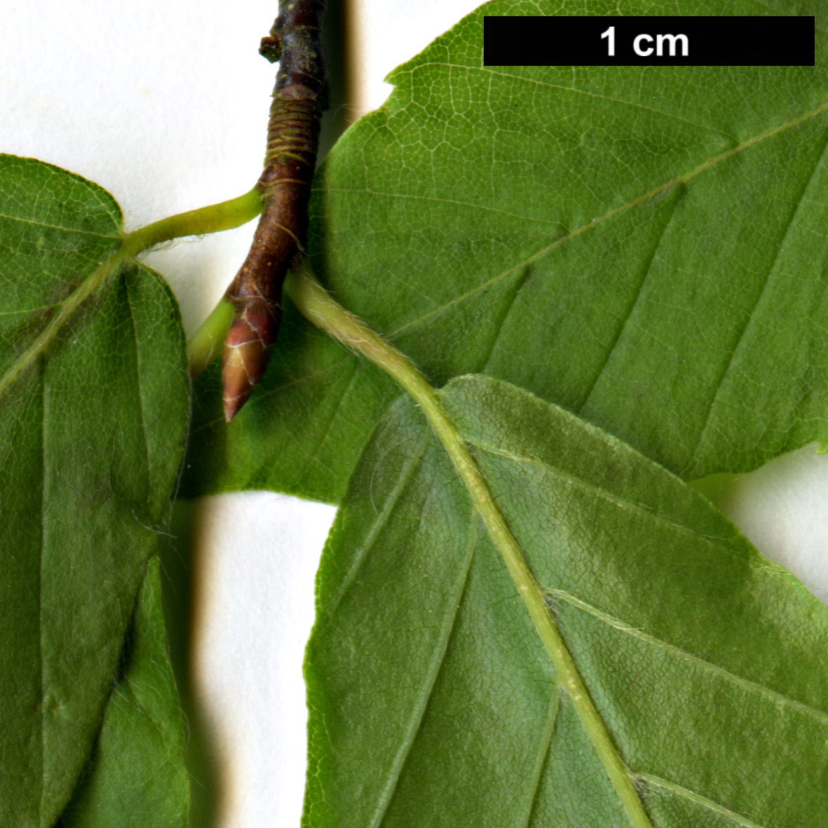 High resolution image: Family: Fagaceae - Genus: Fagus - Taxon: grandifolia