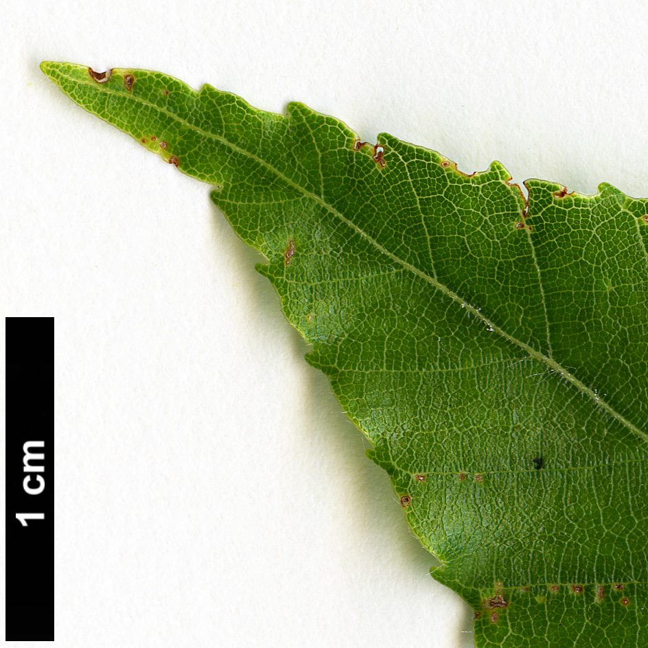 High resolution image: Family: Fagaceae - Genus: Fagus - Taxon: hayatae