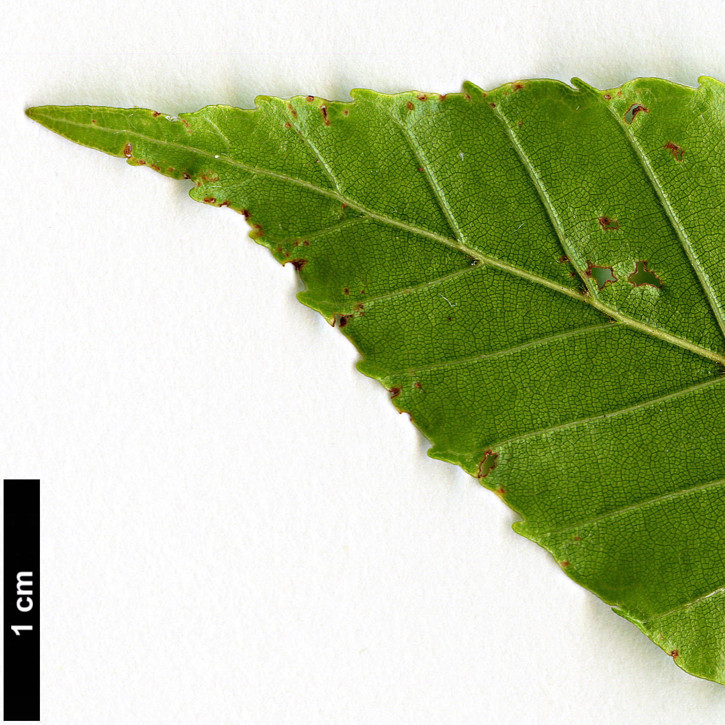 High resolution image: Family: Fagaceae - Genus: Fagus - Taxon: hayatae