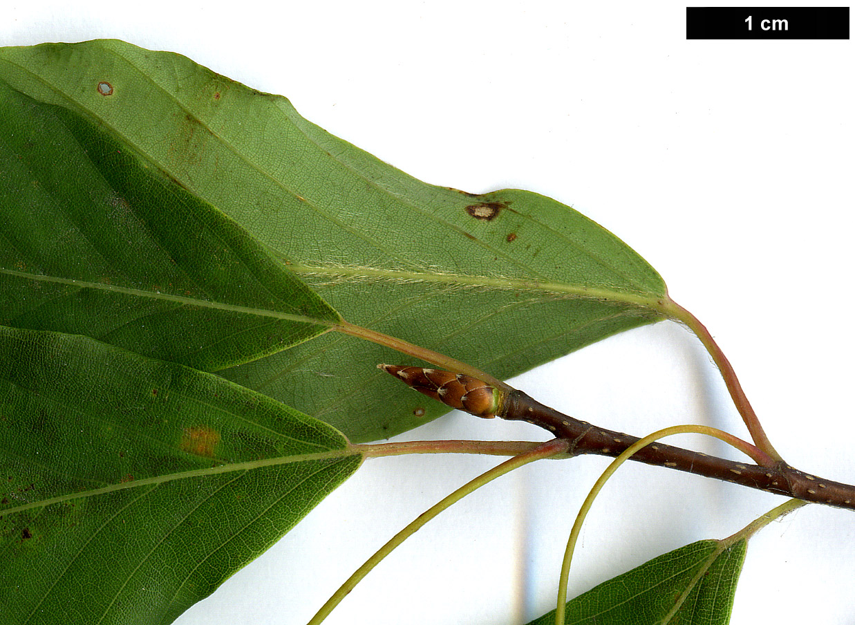 High resolution image: Family: Fagaceae - Genus: Fagus - Taxon: japonica