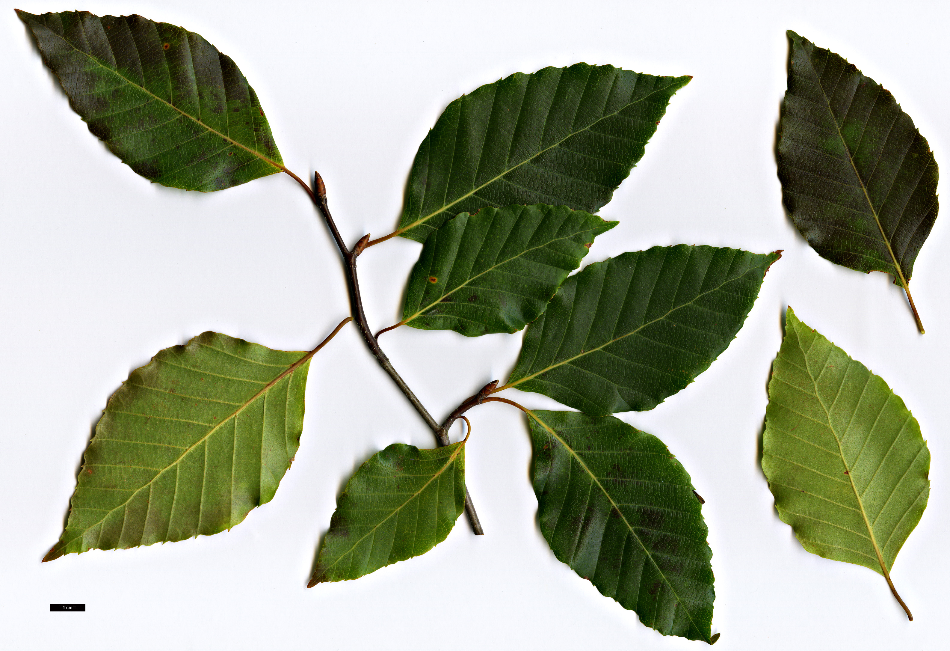 High resolution image: Family: Fagaceae - Genus: Fagus - Taxon: lucida