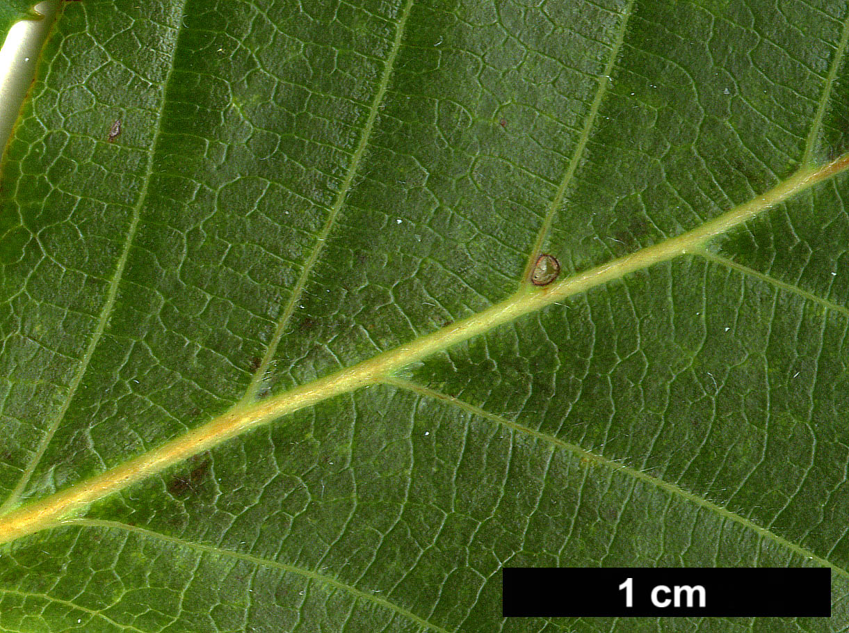 High resolution image: Family: Fagaceae - Genus: Fagus - Taxon: lucida