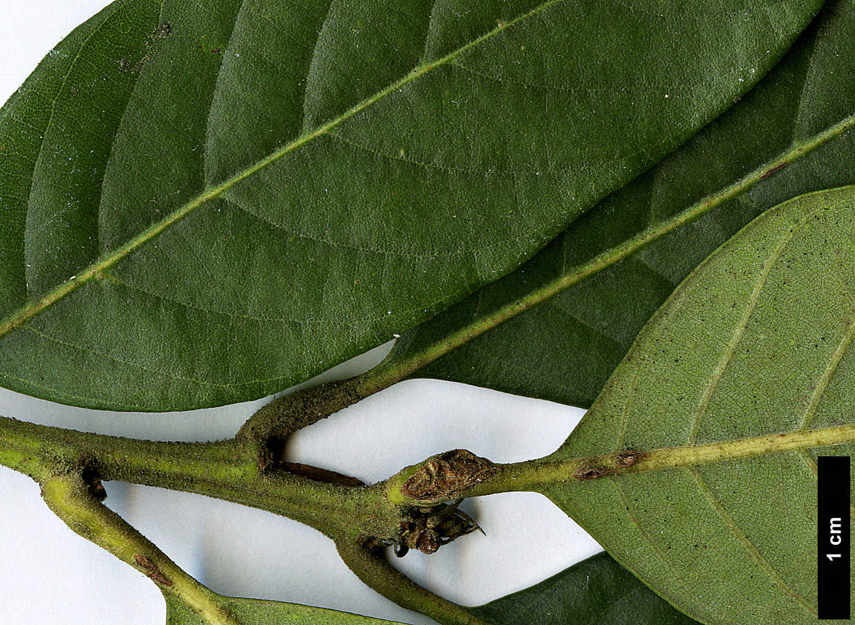 High resolution image: Family: Fagaceae - Genus: Lithocarpus - Taxon: dealbatus