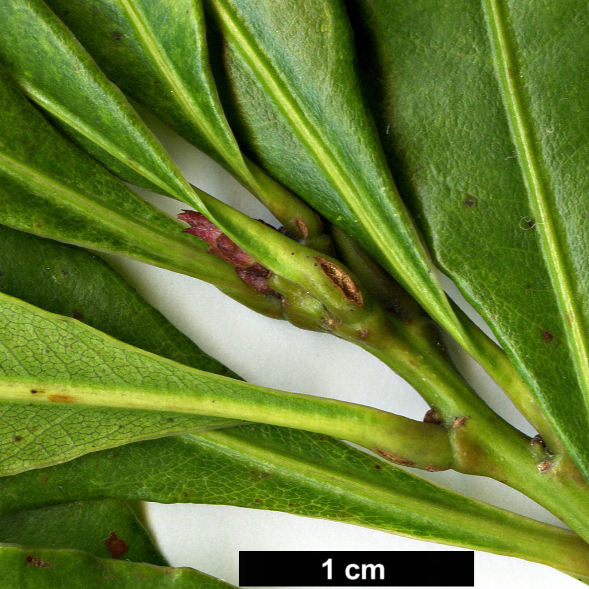 High resolution image: Family: Fagaceae - Genus: Lithocarpus - Taxon: hancei