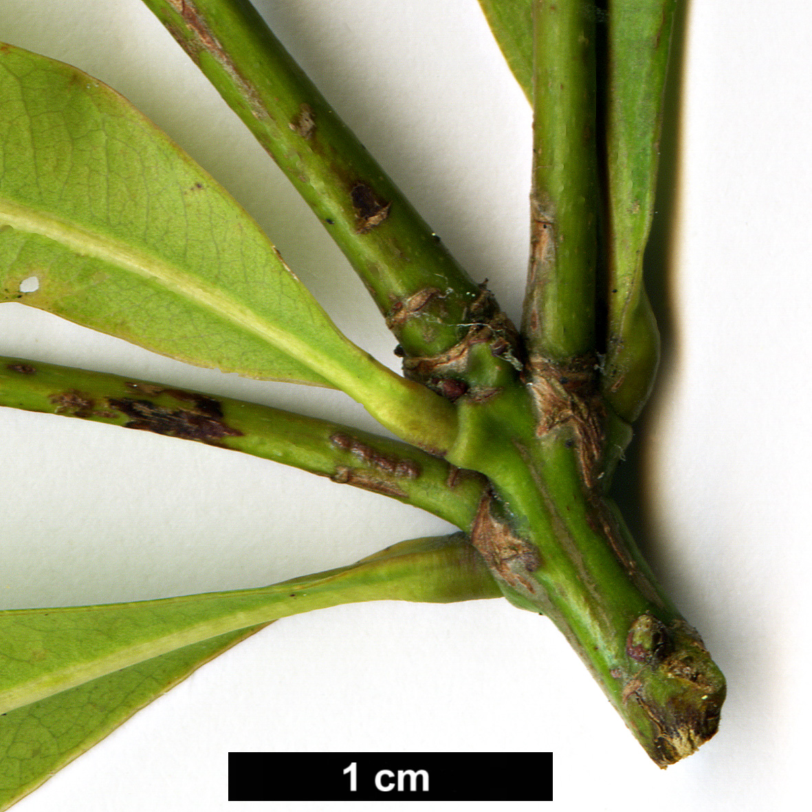 High resolution image: Family: Fagaceae - Genus: Lithocarpus - Taxon: hancei