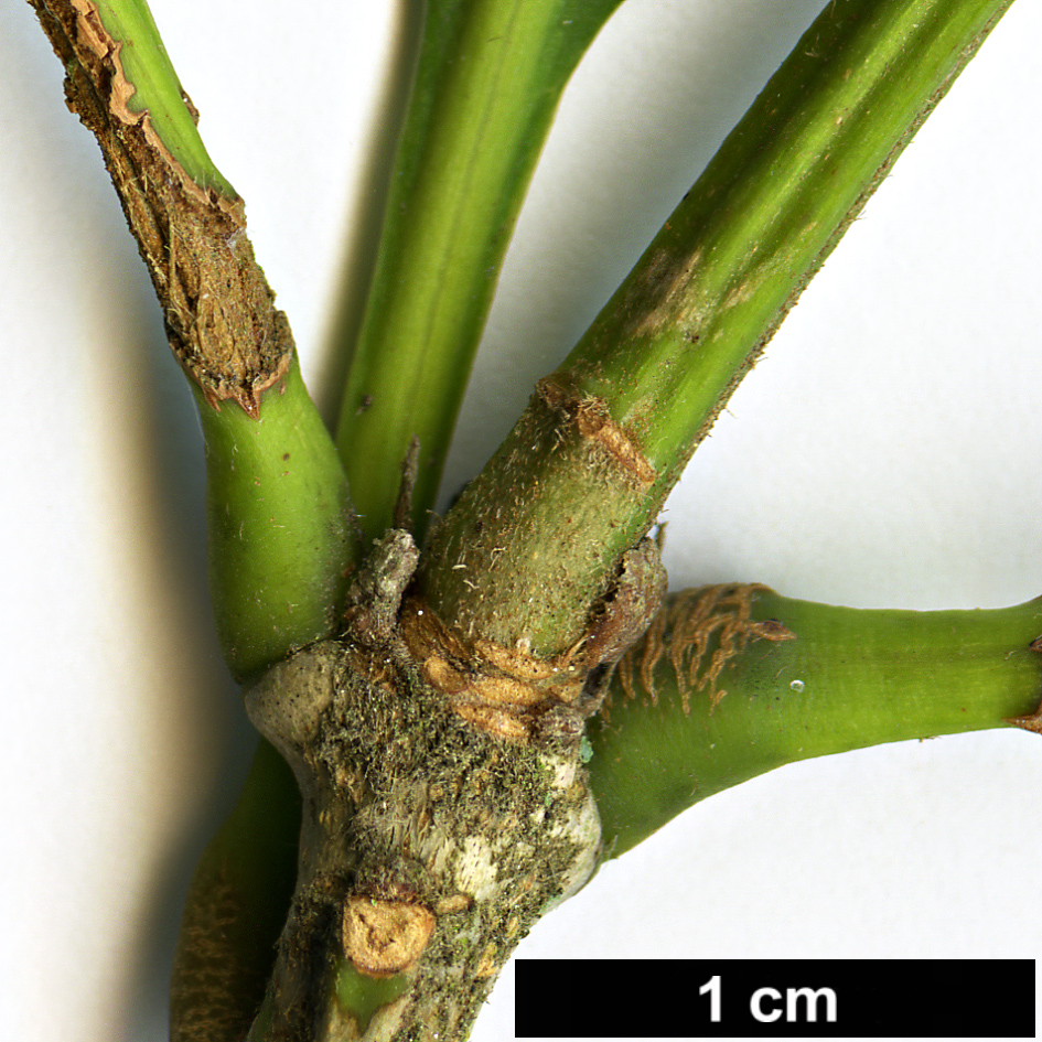 High resolution image: Family: Fagaceae - Genus: Lithocarpus - Taxon: kawakamii