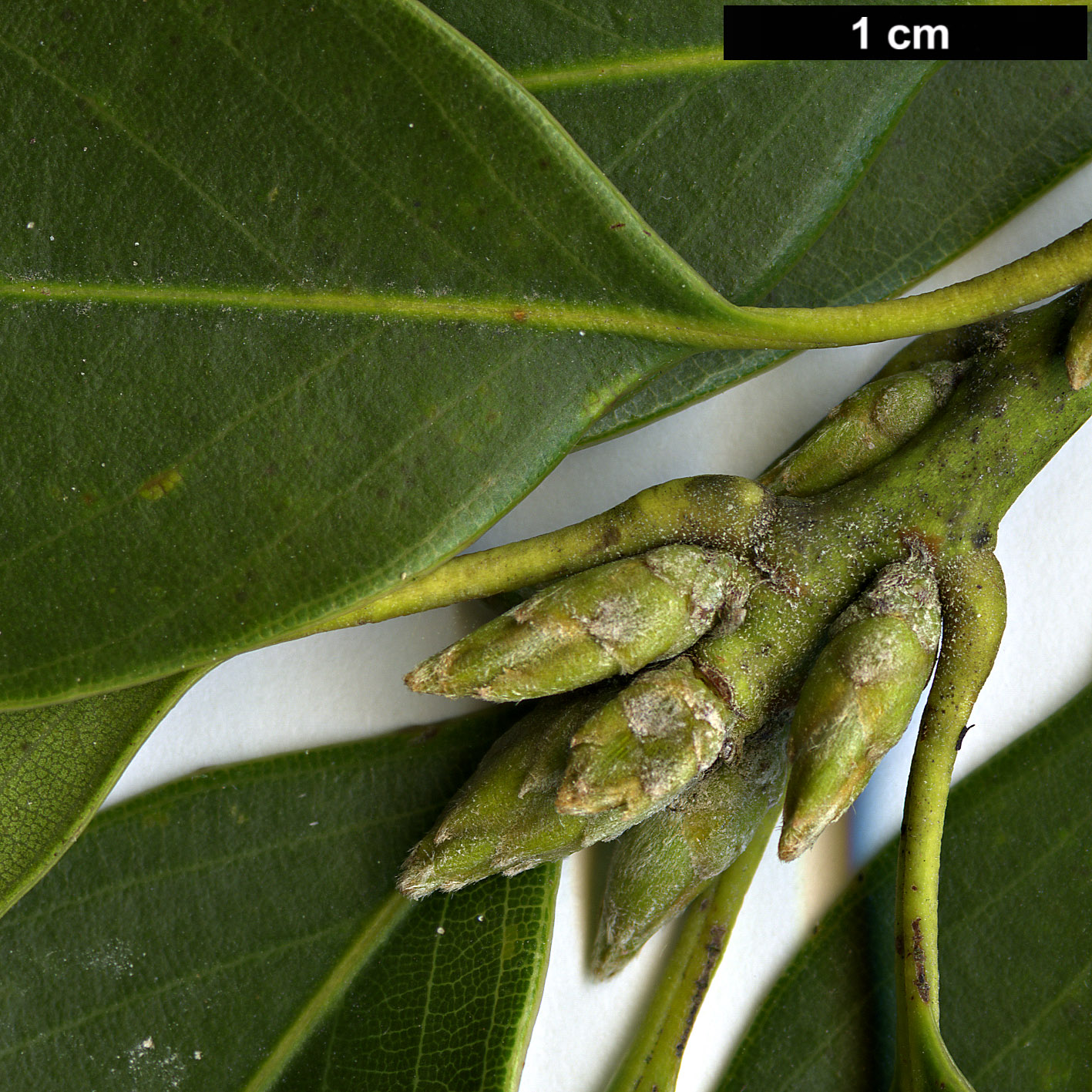 High resolution image: Family: Fagaceae - Genus: Lithocarpus - Taxon: litseifolius