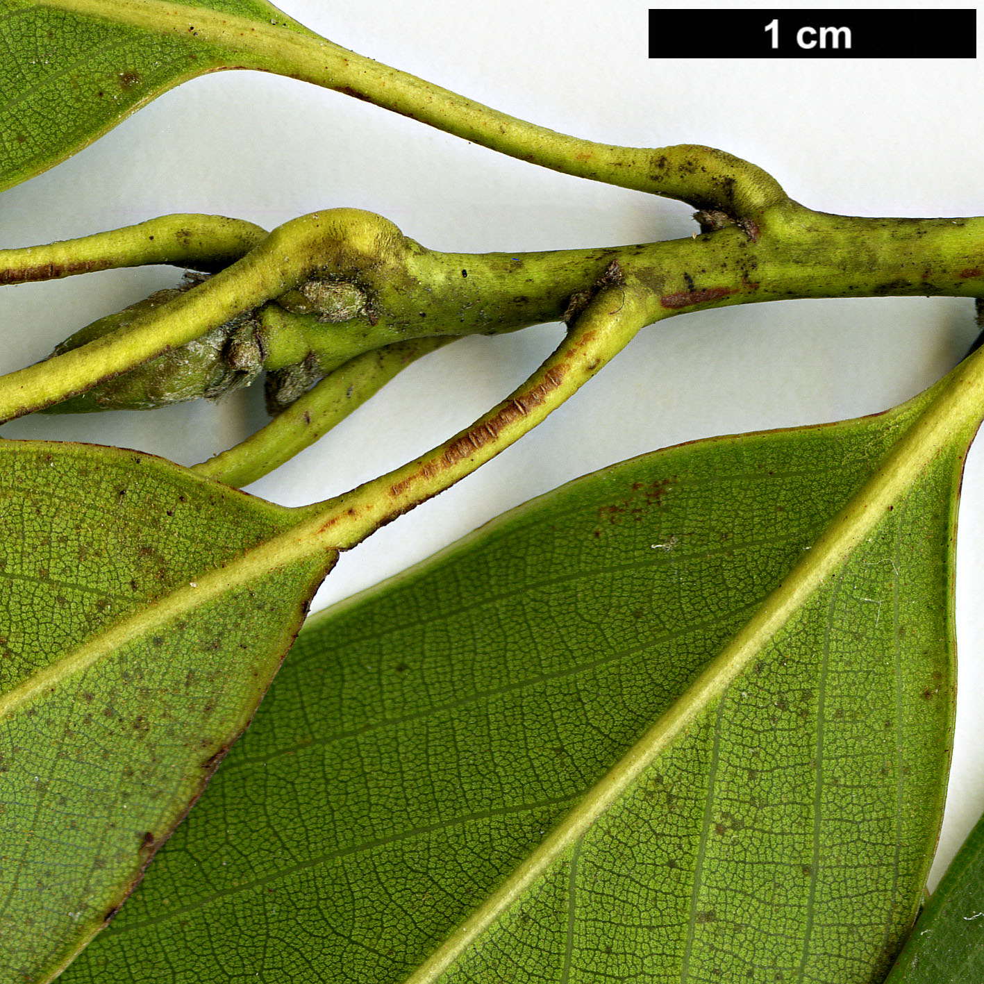 High resolution image: Family: Fagaceae - Genus: Lithocarpus - Taxon: litseifolius