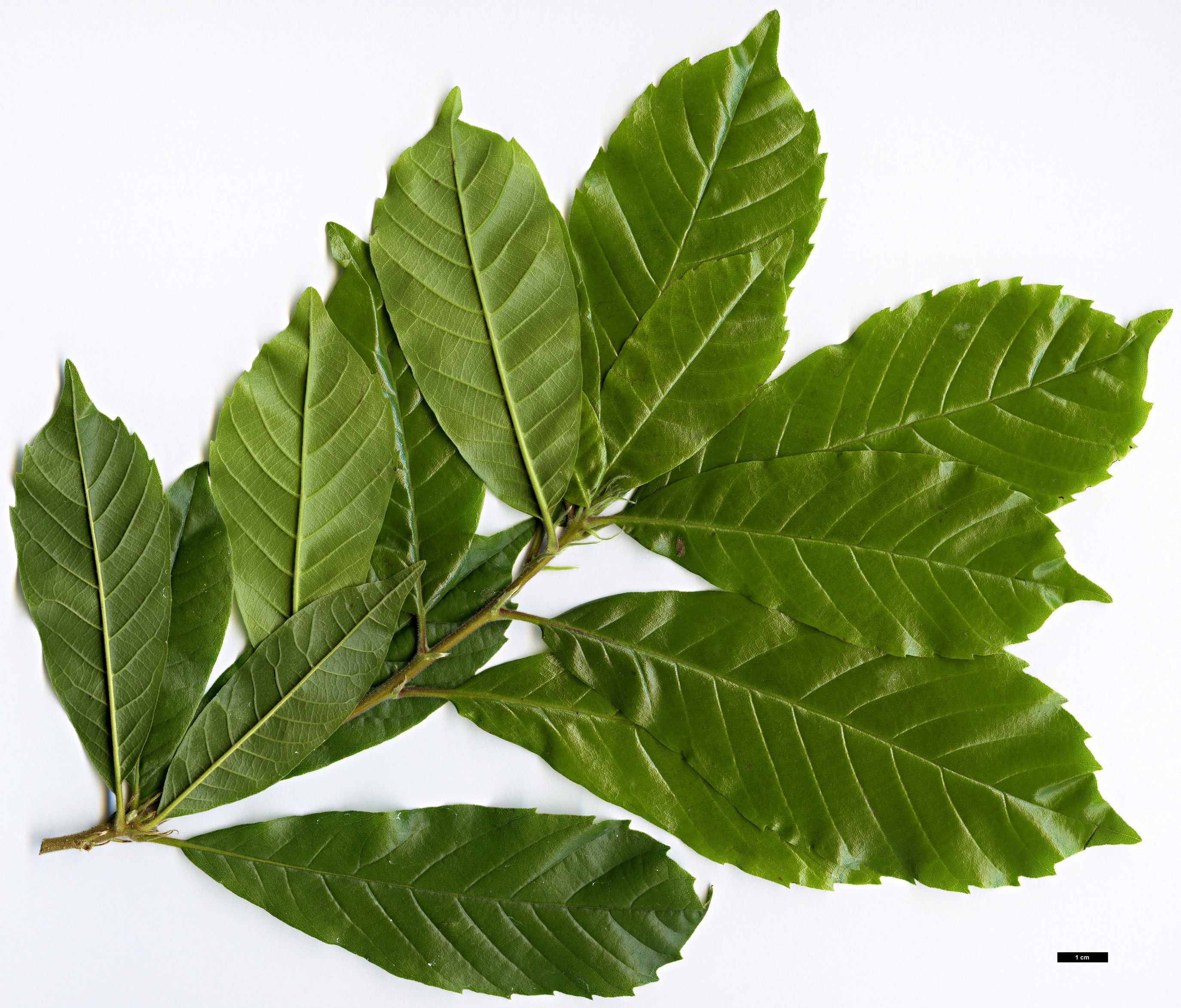 High resolution image: Family: Fagaceae - Genus: Lithocarpus - Taxon: quercifolius