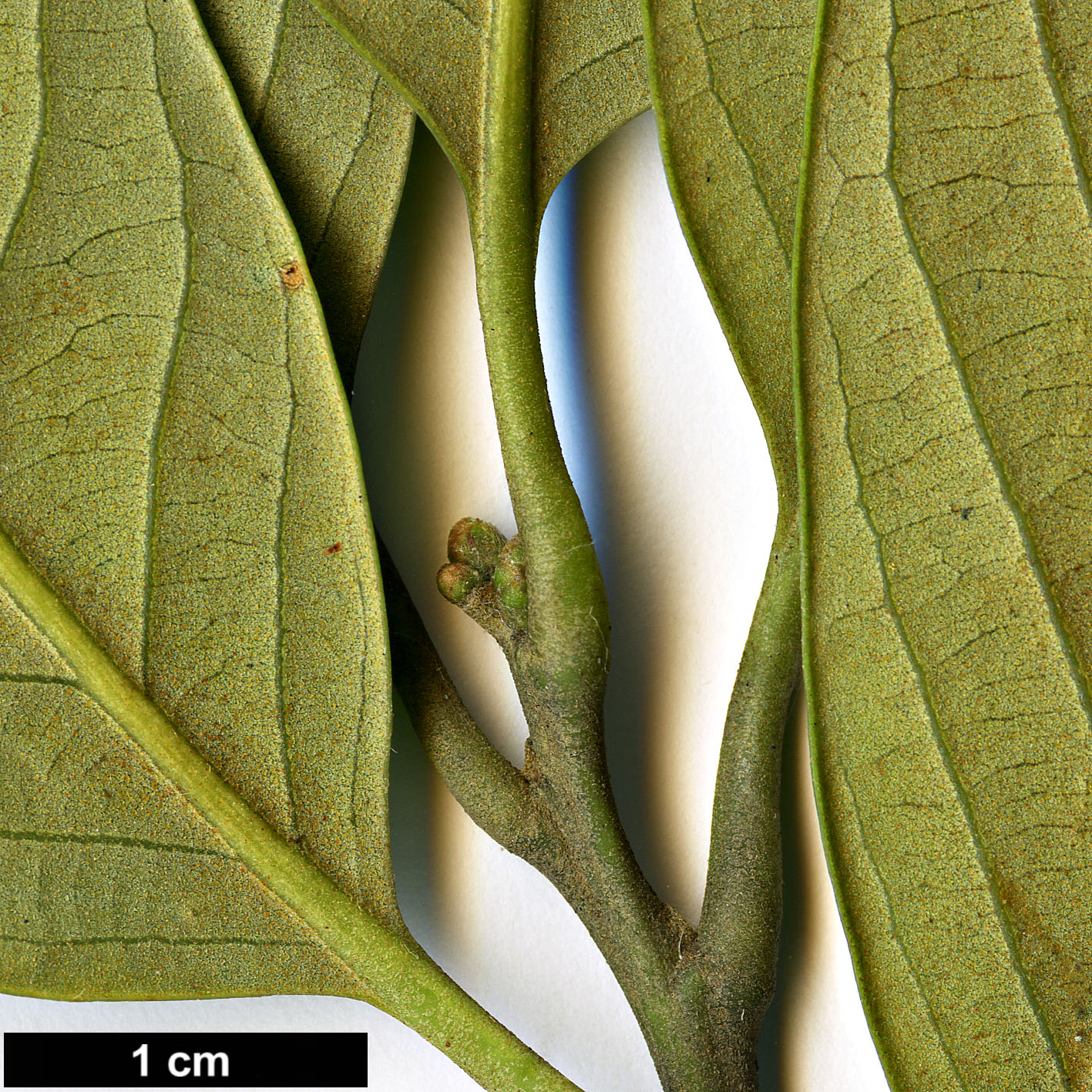 High resolution image: Family: Fagaceae - Genus: Lithocarpus - Taxon: variolosus