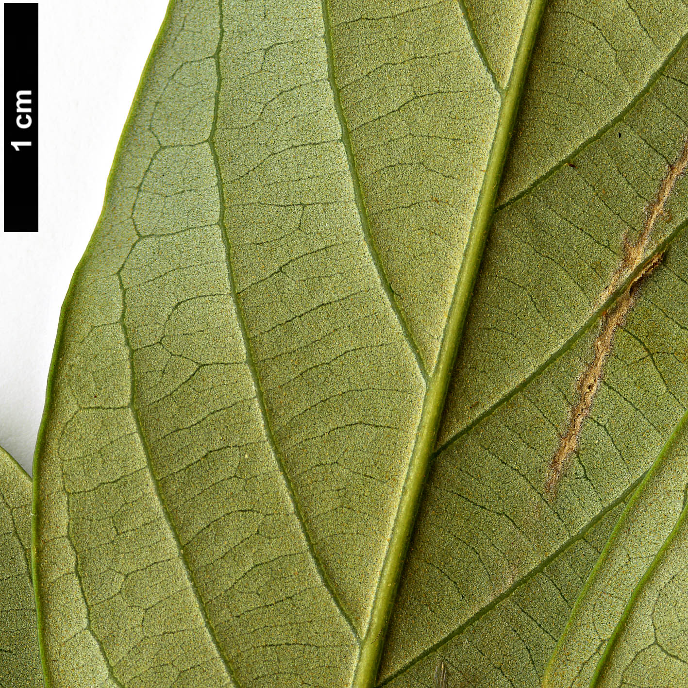 High resolution image: Family: Fagaceae - Genus: Lithocarpus - Taxon: variolosus