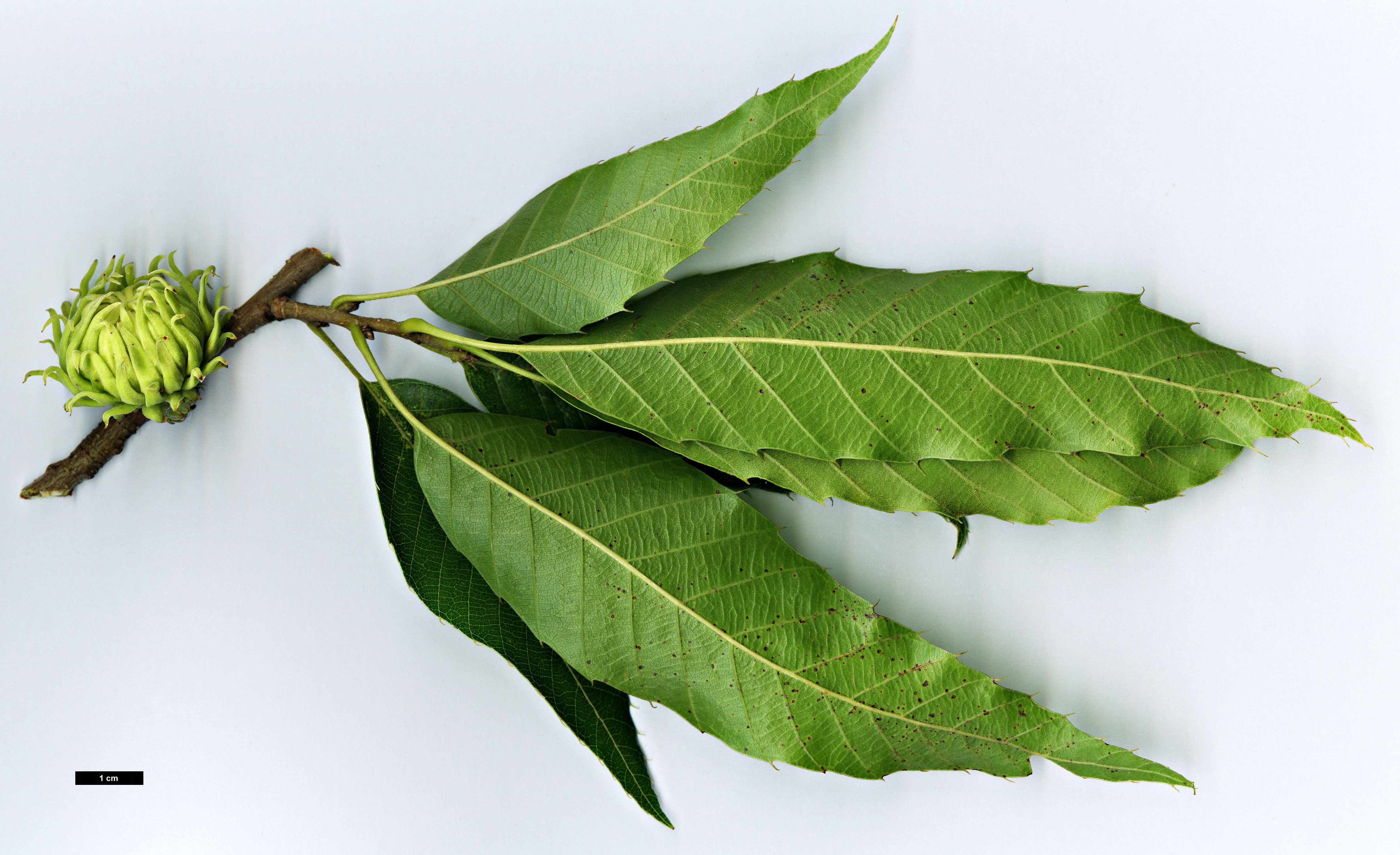 High resolution image: Family: Fagaceae - Genus: Quercus - Taxon: acutissima