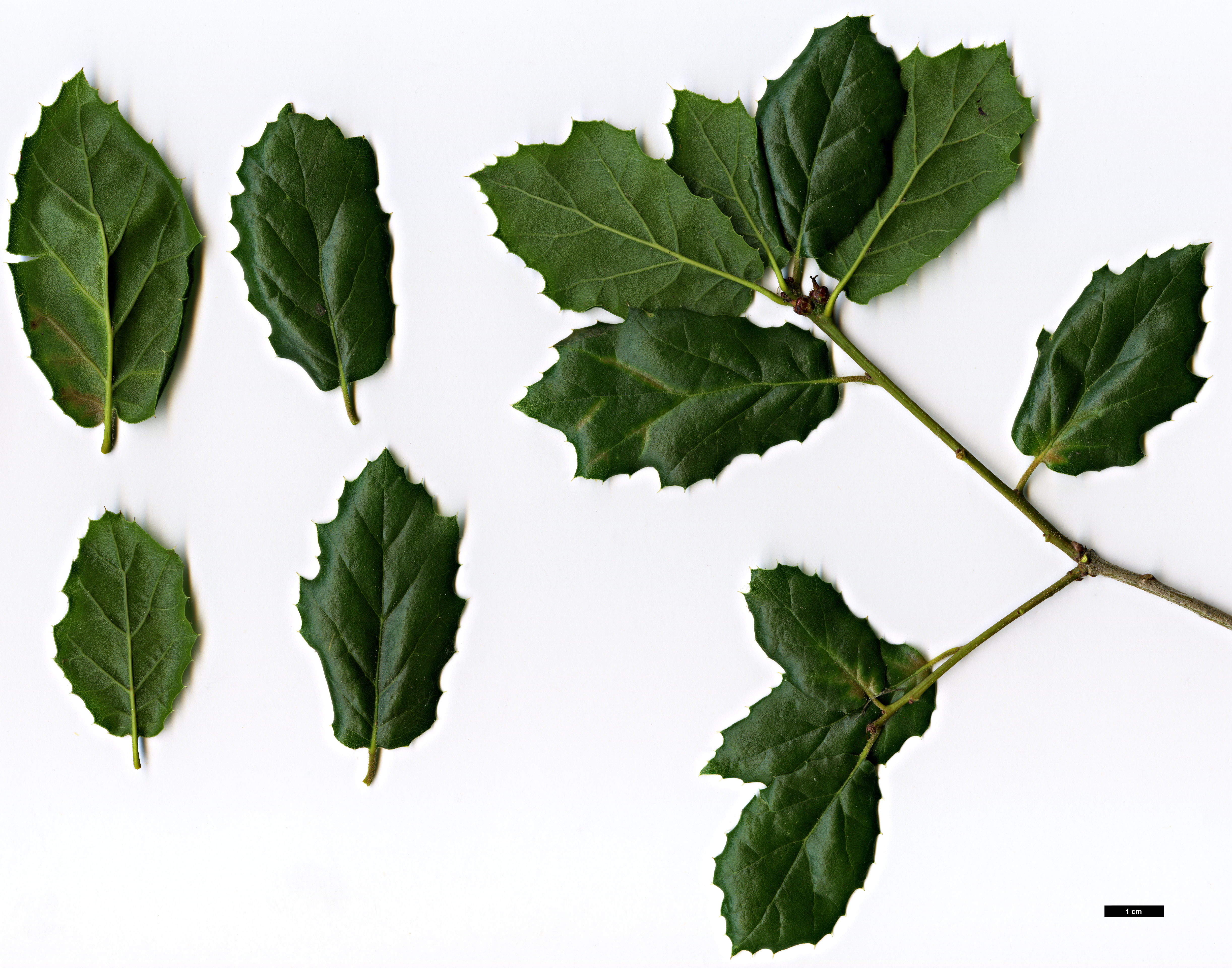 High resolution image: Family: Fagaceae - Genus: Quercus - Taxon: agrifolia