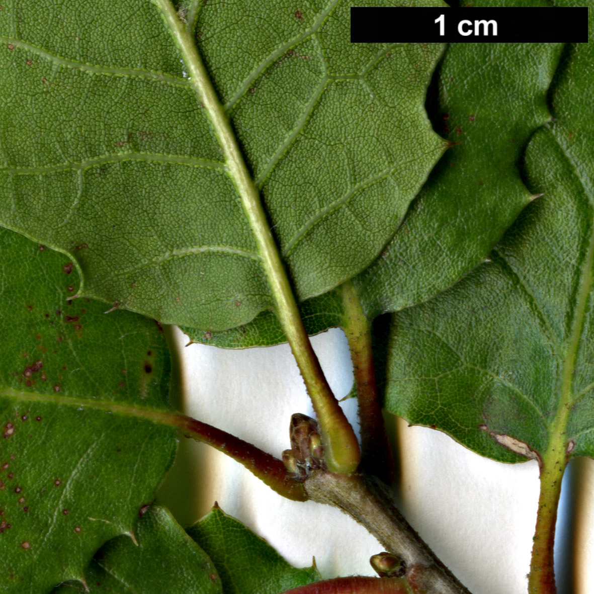 High resolution image: Family: Fagaceae - Genus: Quercus - Taxon: agrifolia